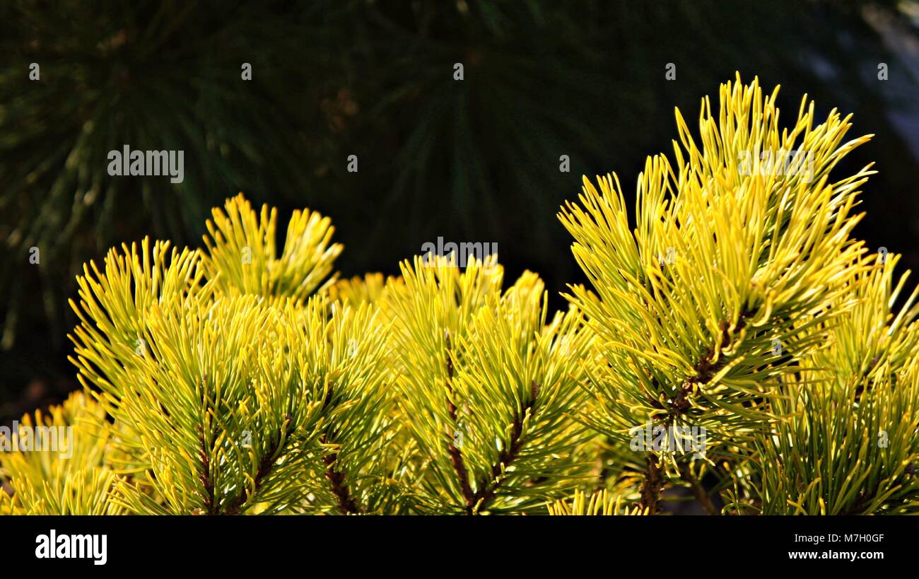 Pine Tree With Yellow and green in end of winter Stock Photo