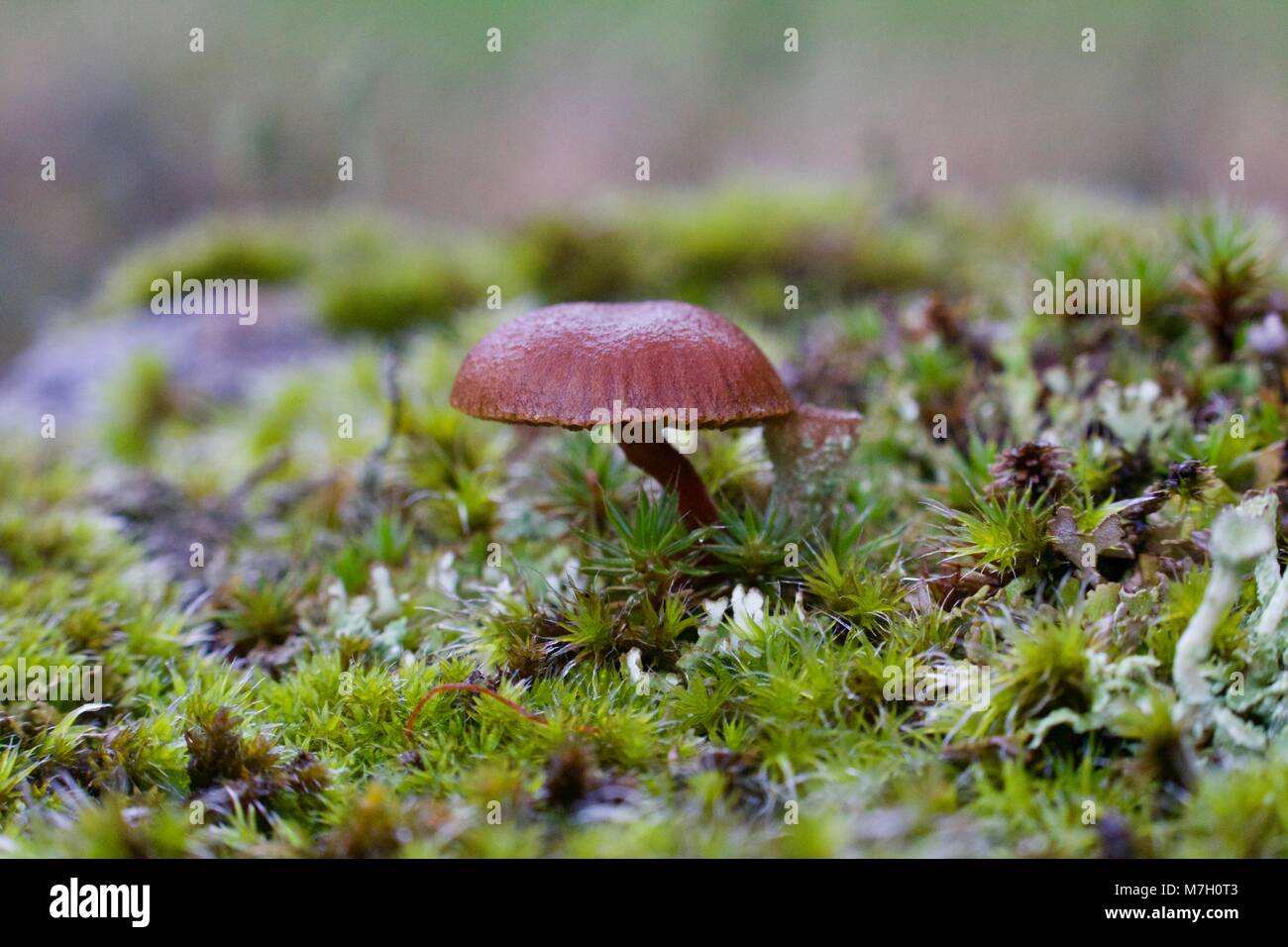 'Micro' cogumelo no meio de musgo Stock Photo