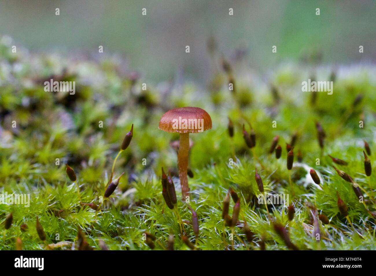 "Micro" cogumelo no meio de musgo Stock Photo