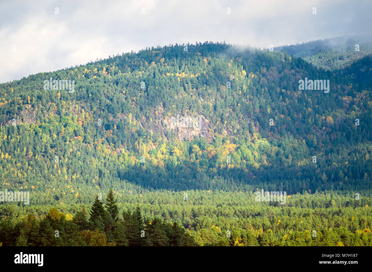 Landscape of central Norway midland with low mountains covered by forest. Evje, middle of Norway. Stock Photo