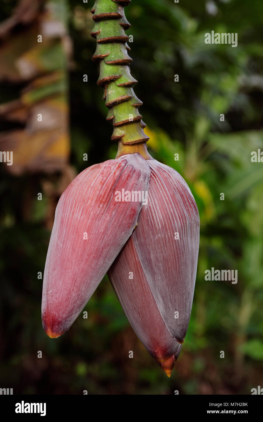 Male fruit fruits banana bananas hires stock photography and images