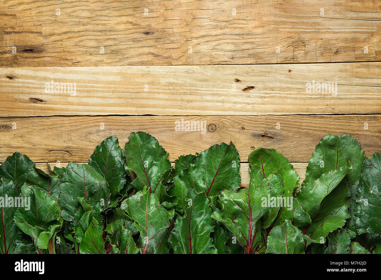 Bunch of Fresh Crispy Green Beet Leaves Arranged as Bottom Border on Aged Plank Wood Background. Healthy Vegan Diet Vitamins Concept. High resolution  Stock Photo