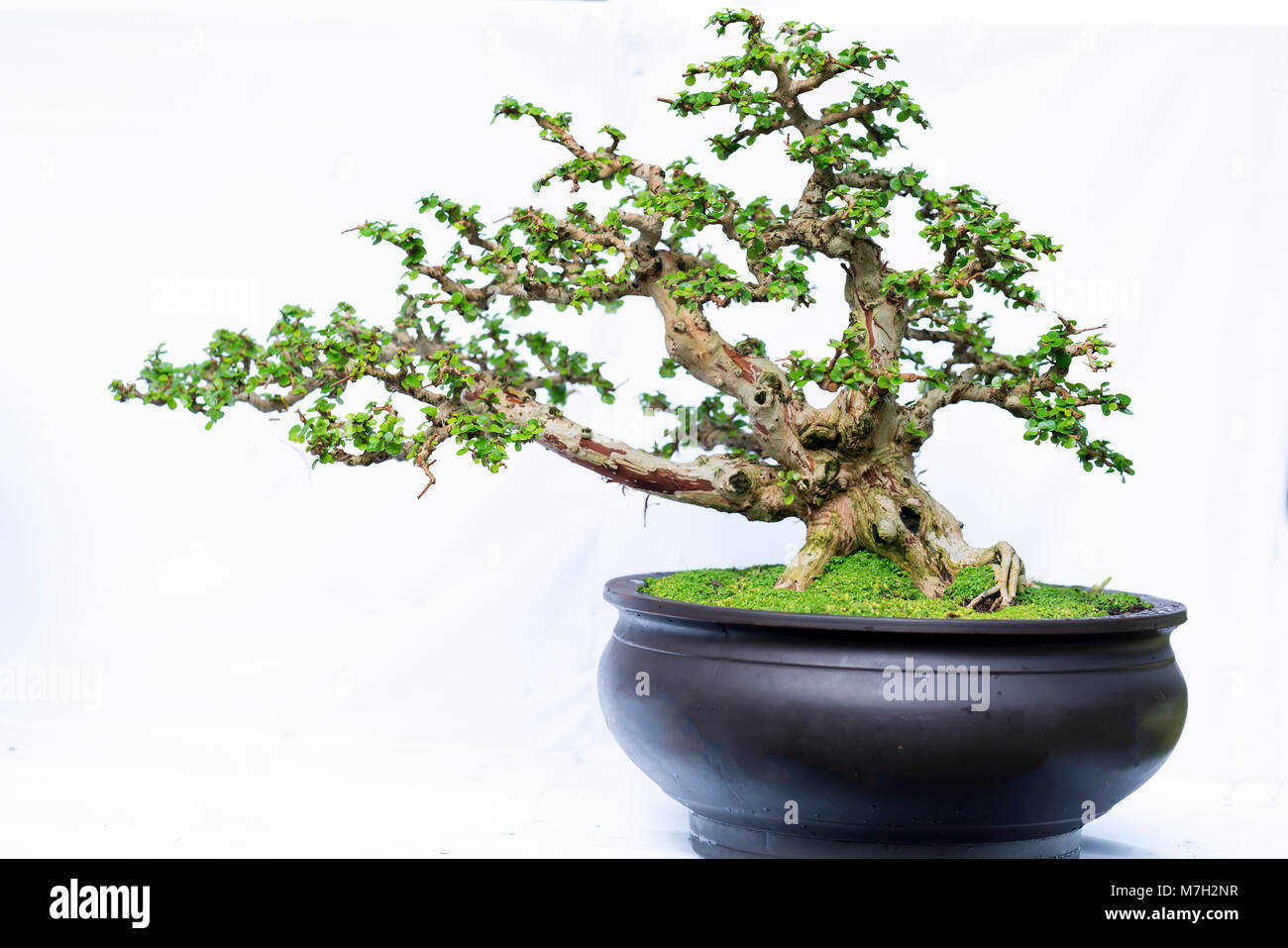 Green old bonsai tree isolated on white background in a pot plant in ...