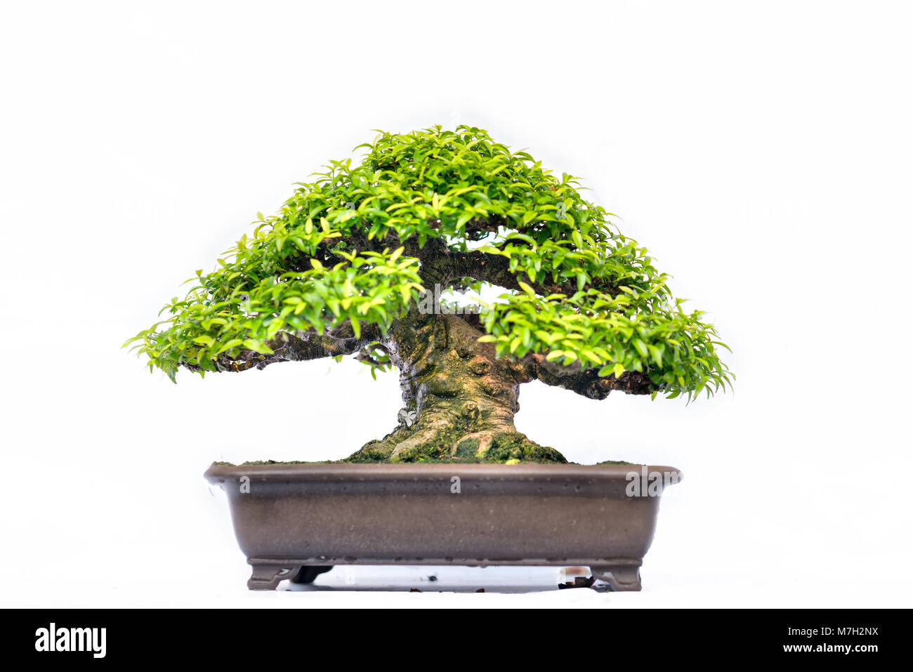 Green old bonsai tree isolated on white background in a pot plant in ...