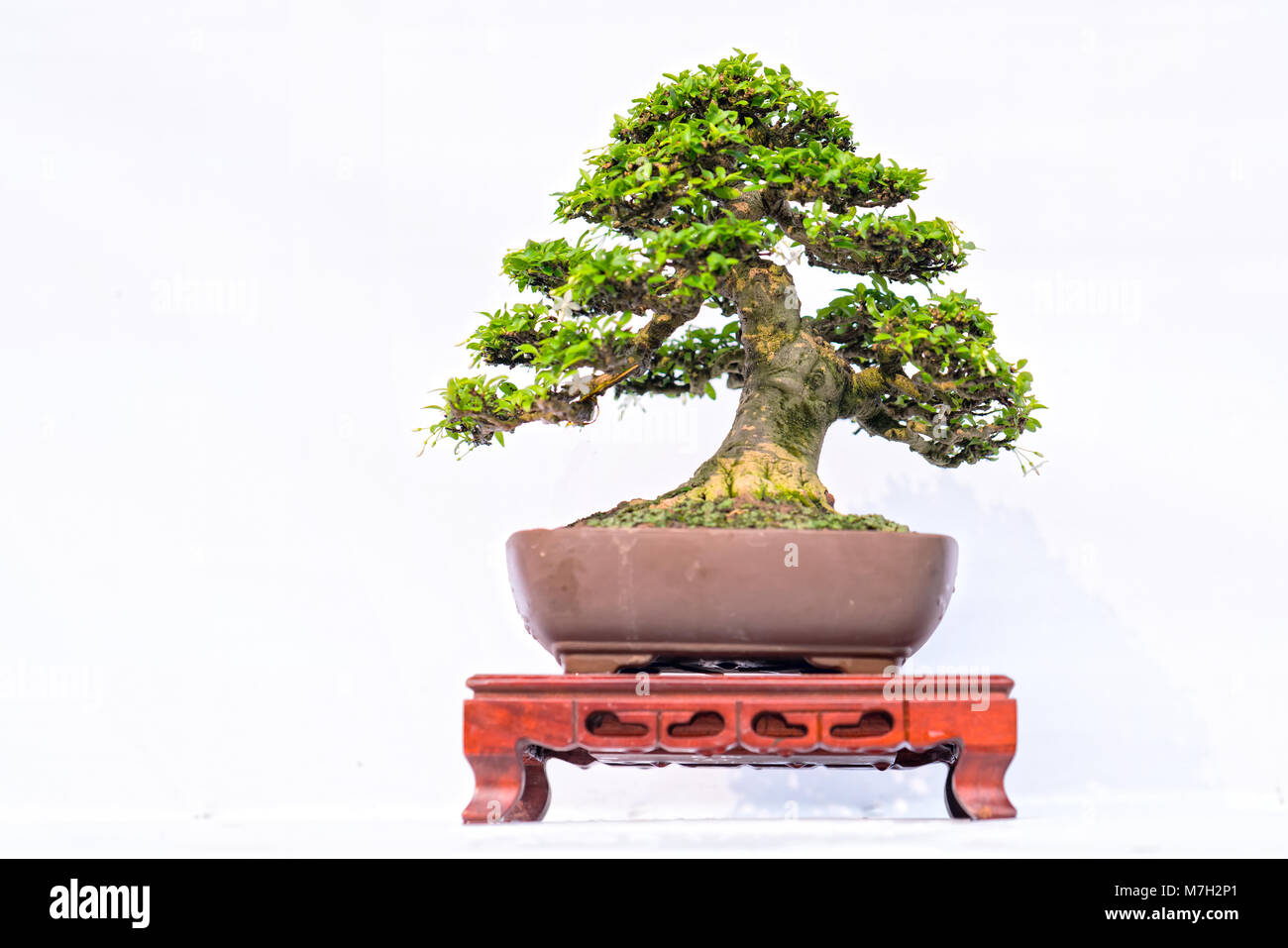 Green old bonsai tree isolated on white background in a pot plant in ...