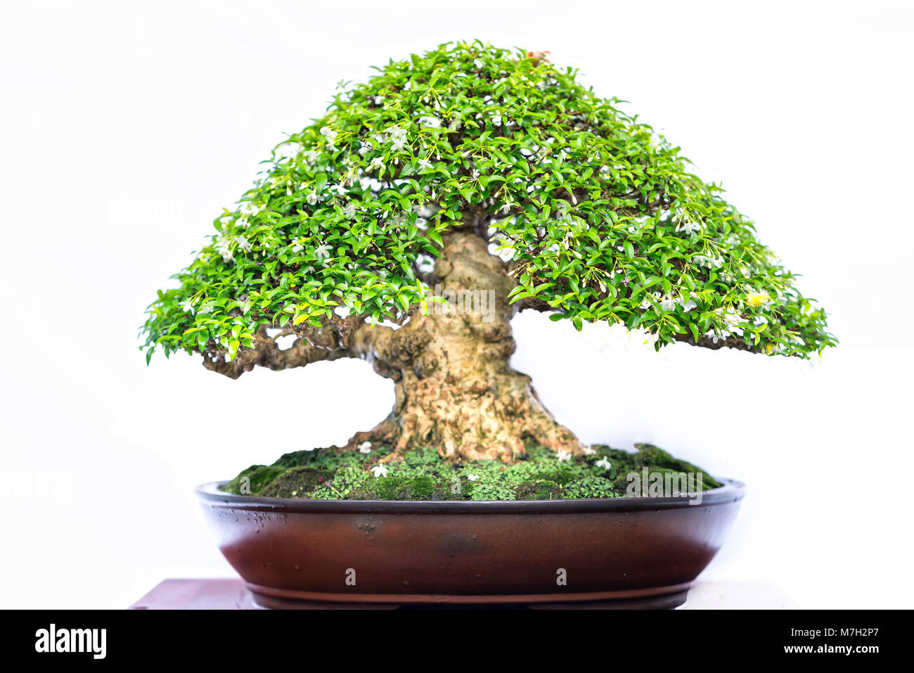 Green old bonsai tree isolated on white background in a pot plant in ...