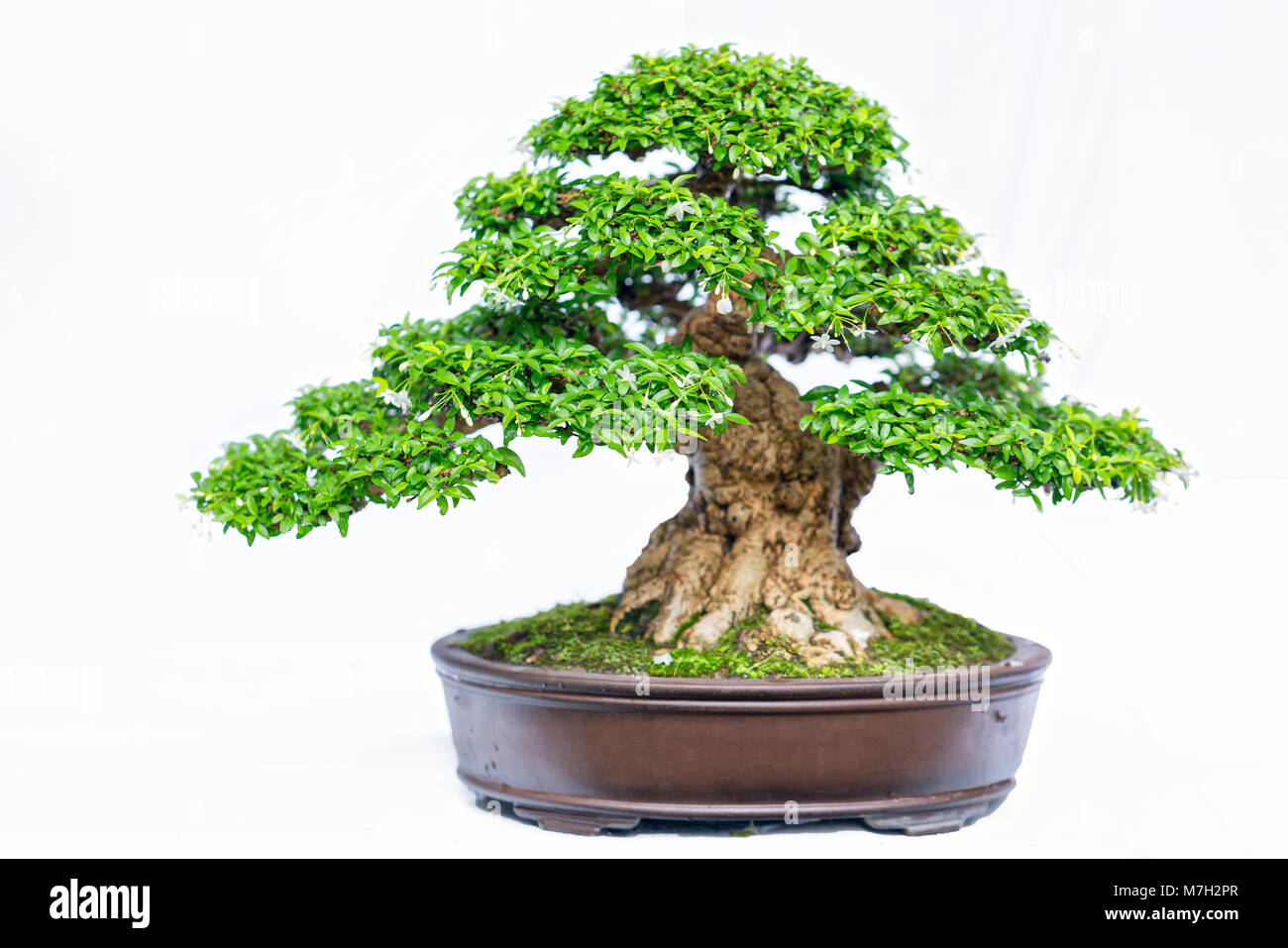 Green old bonsai tree isolated on white background in a pot plant in ...