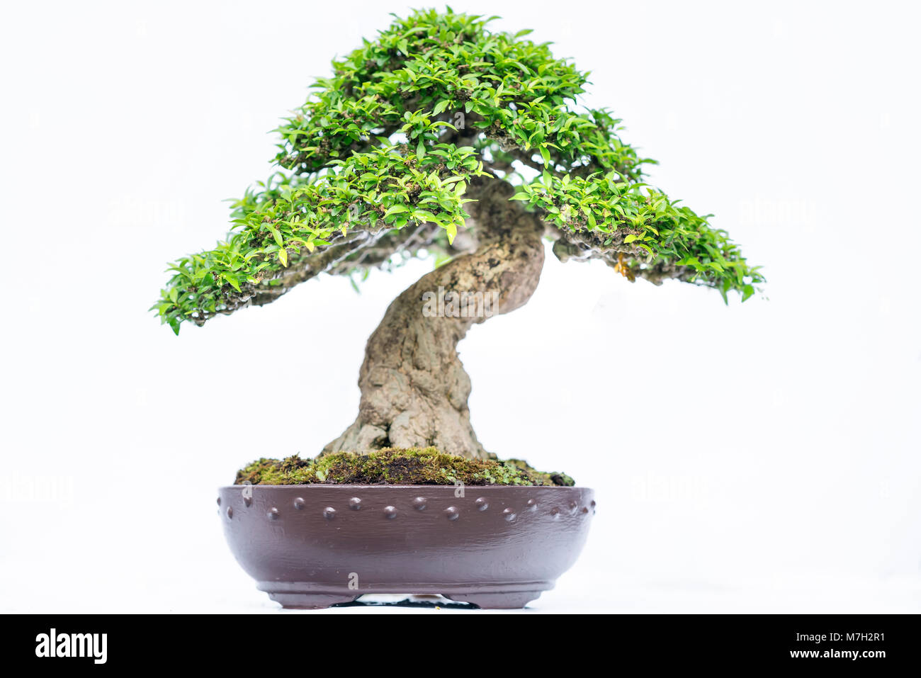 Green old bonsai tree isolated on white background in a pot plant in ...