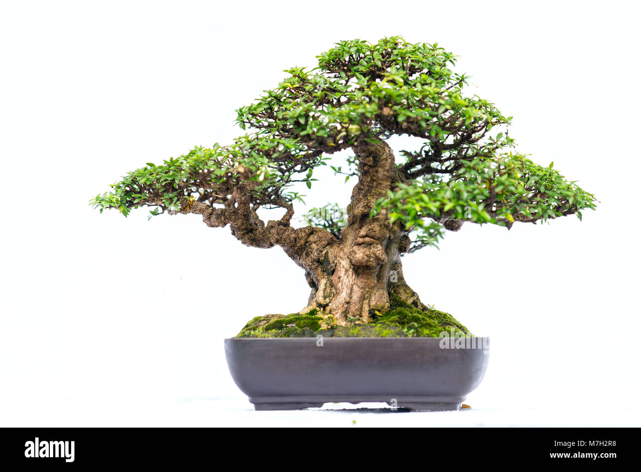 Green old bonsai tree isolated on white background in a pot plant in ...