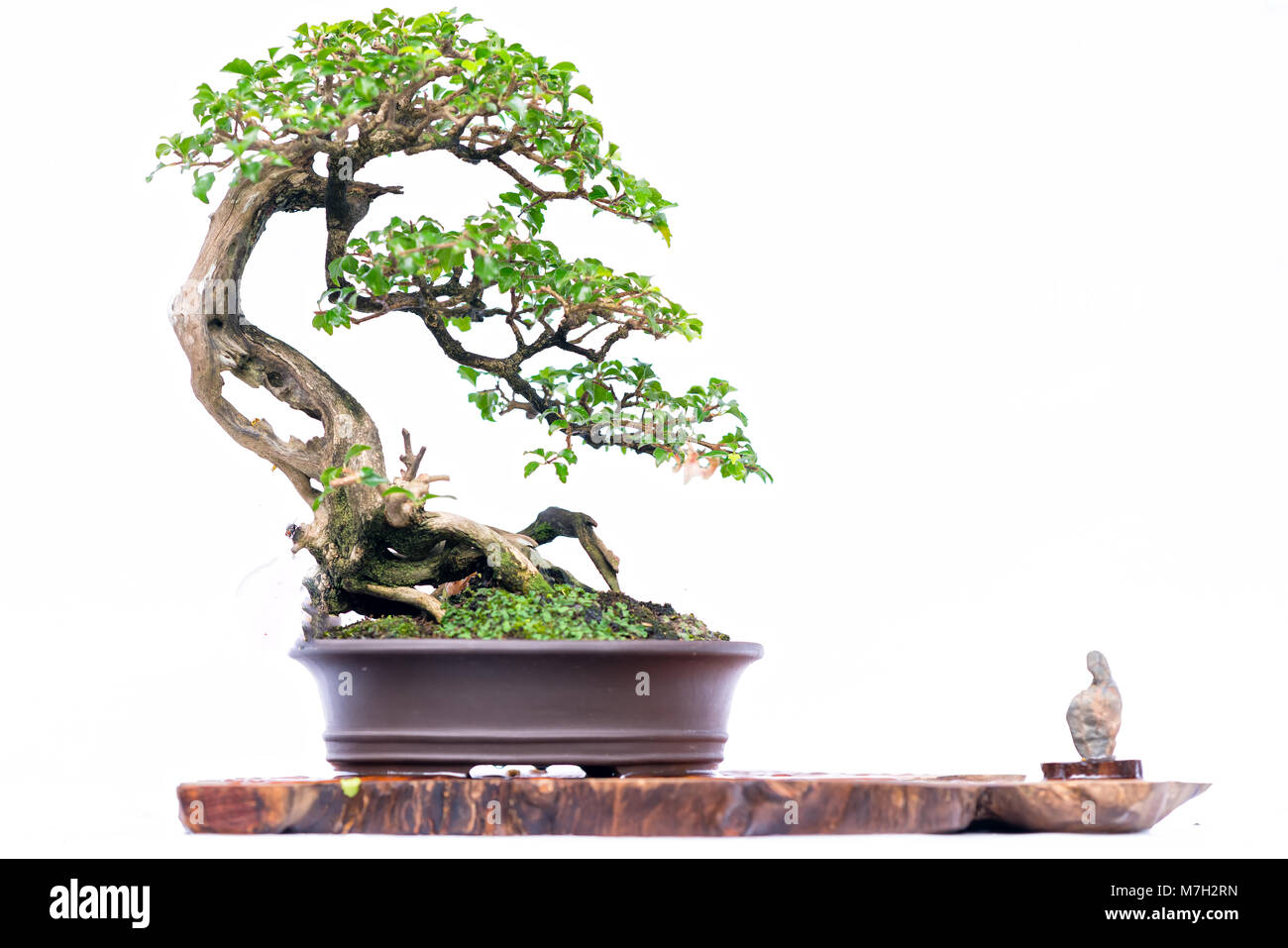 Green old bonsai tree isolated on white background in a pot plant in ...