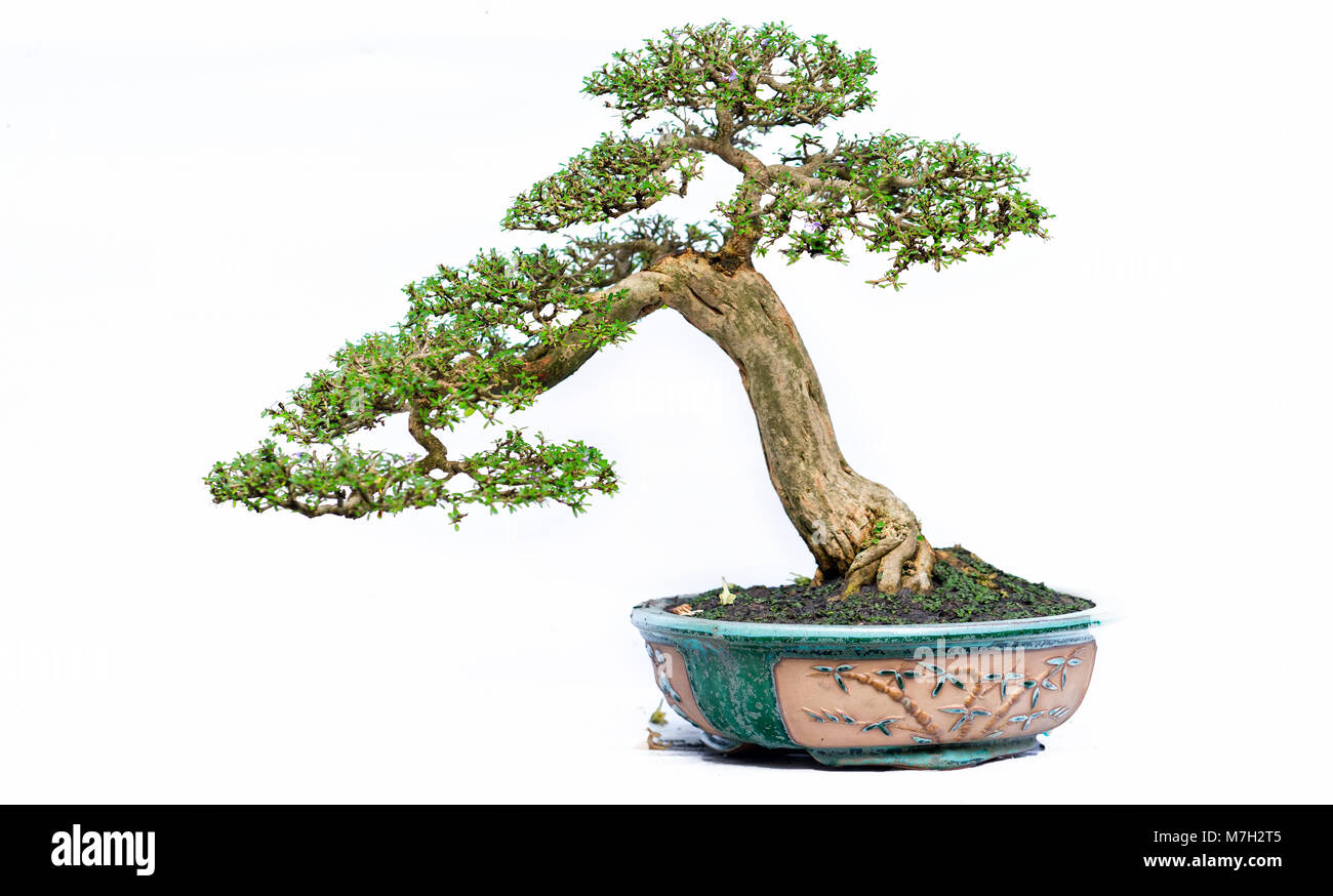 Green old bonsai tree isolated on white background in a pot plant in ...