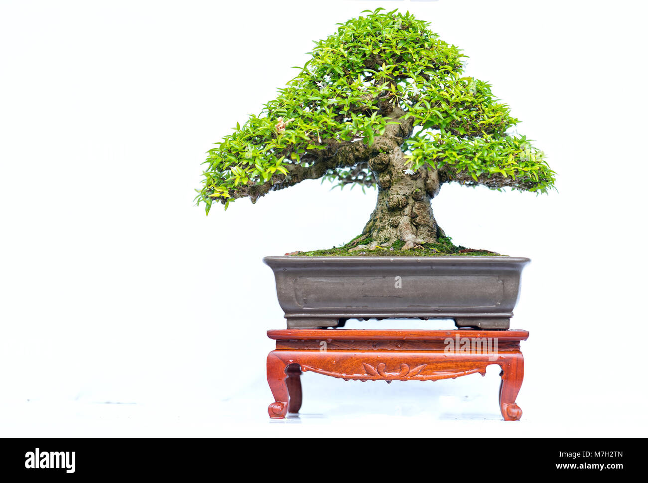 Green old bonsai tree isolated on white background in a pot plant in ...