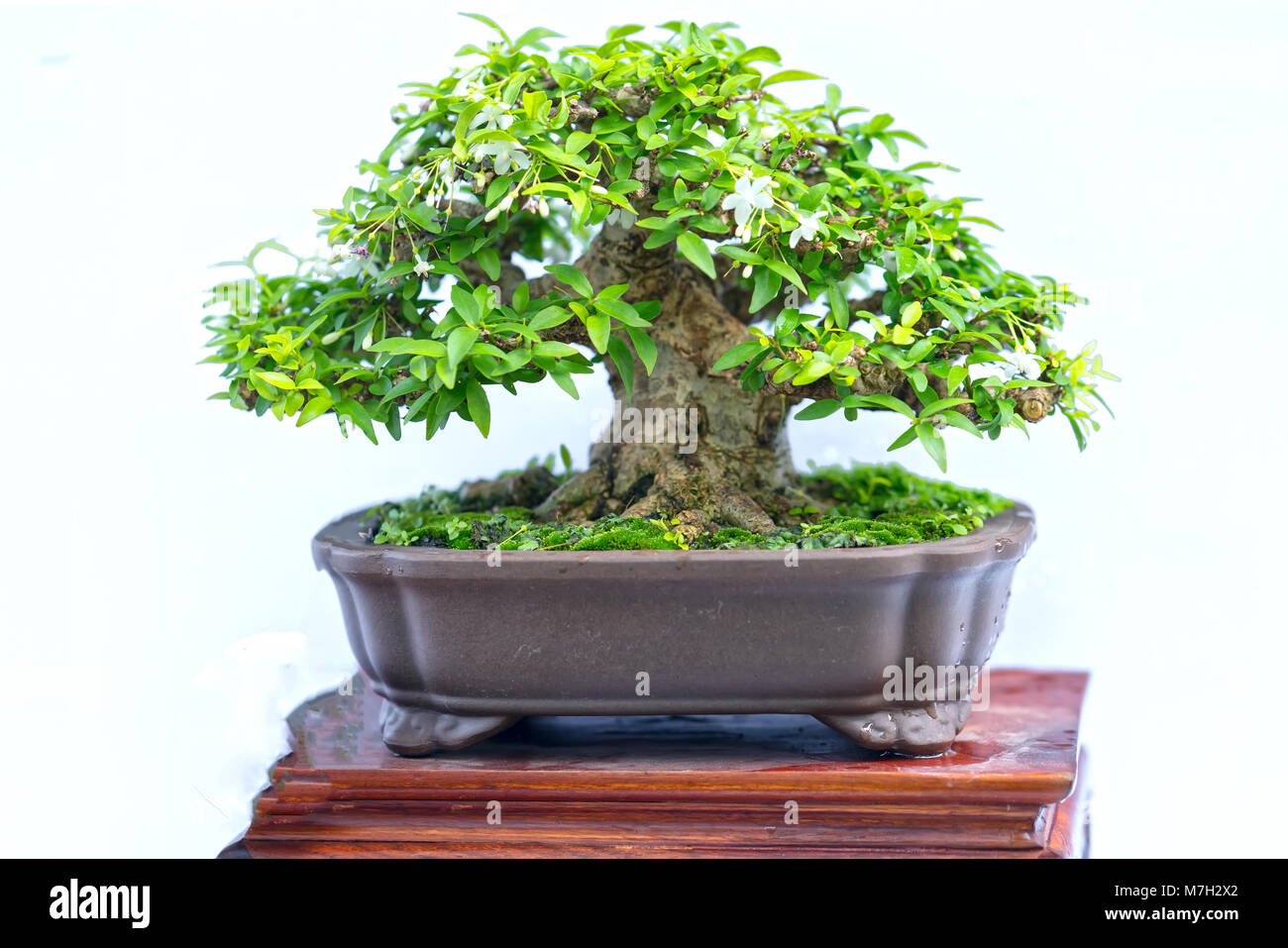 Green old bonsai tree isolated on white background in a pot plant in ...