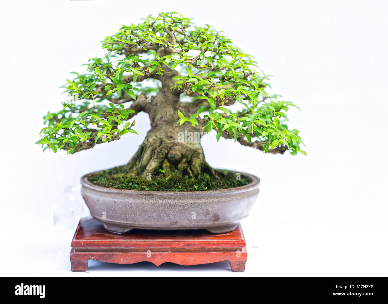 Green old bonsai tree isolated on white background in a pot plant in ...