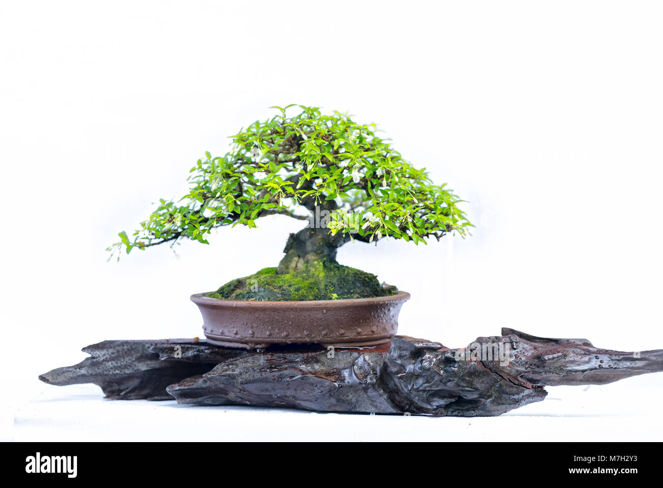 Green old bonsai tree isolated on white background in a pot plant in ...