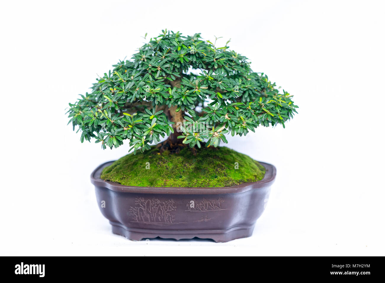 toom baumarkt bonsai Flaschengarten Egg XL Bonsai DIY Bausatz Pflanzen-Set 30cm