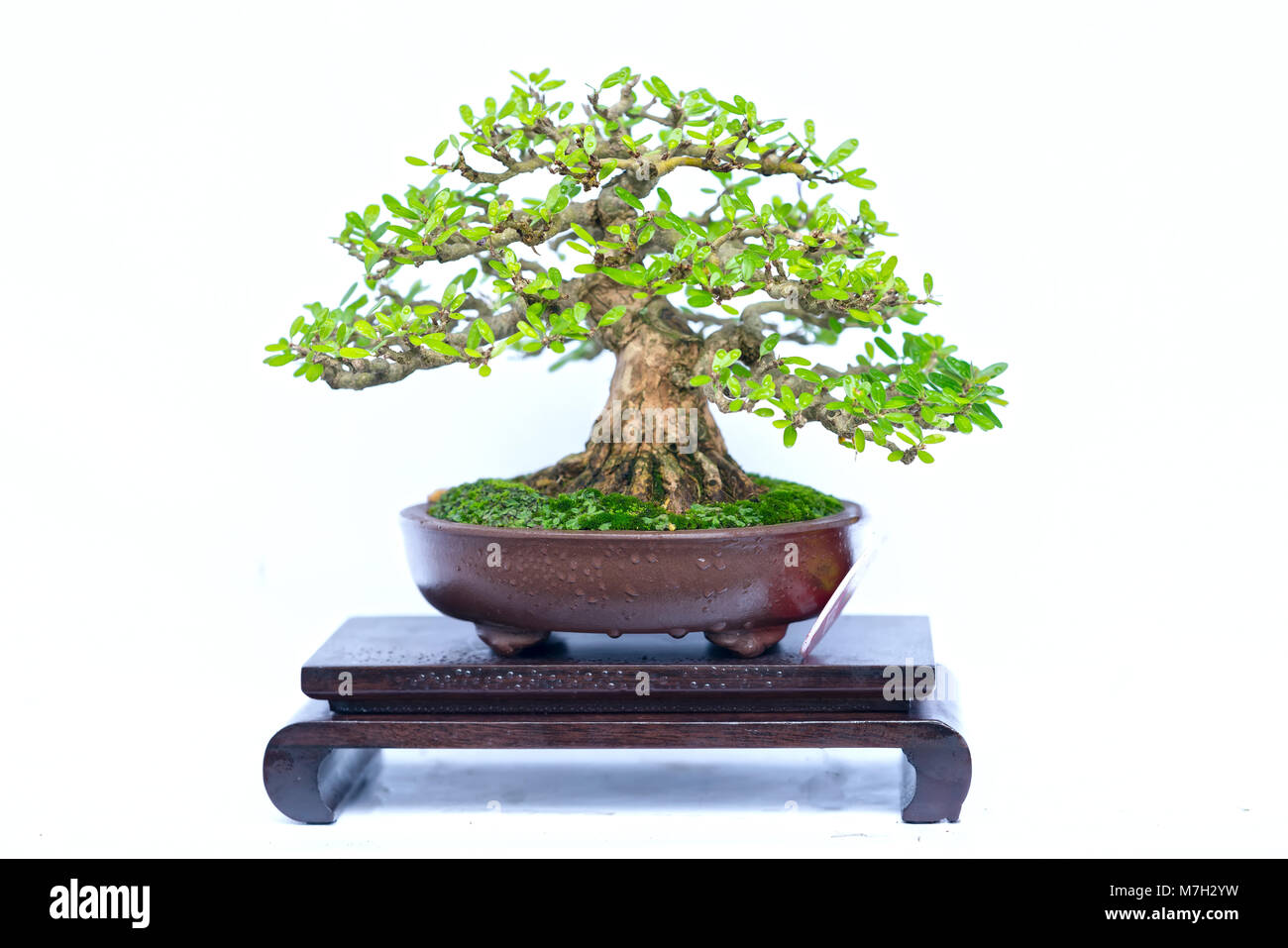 Green old bonsai tree isolated on white background in a pot plant in ...