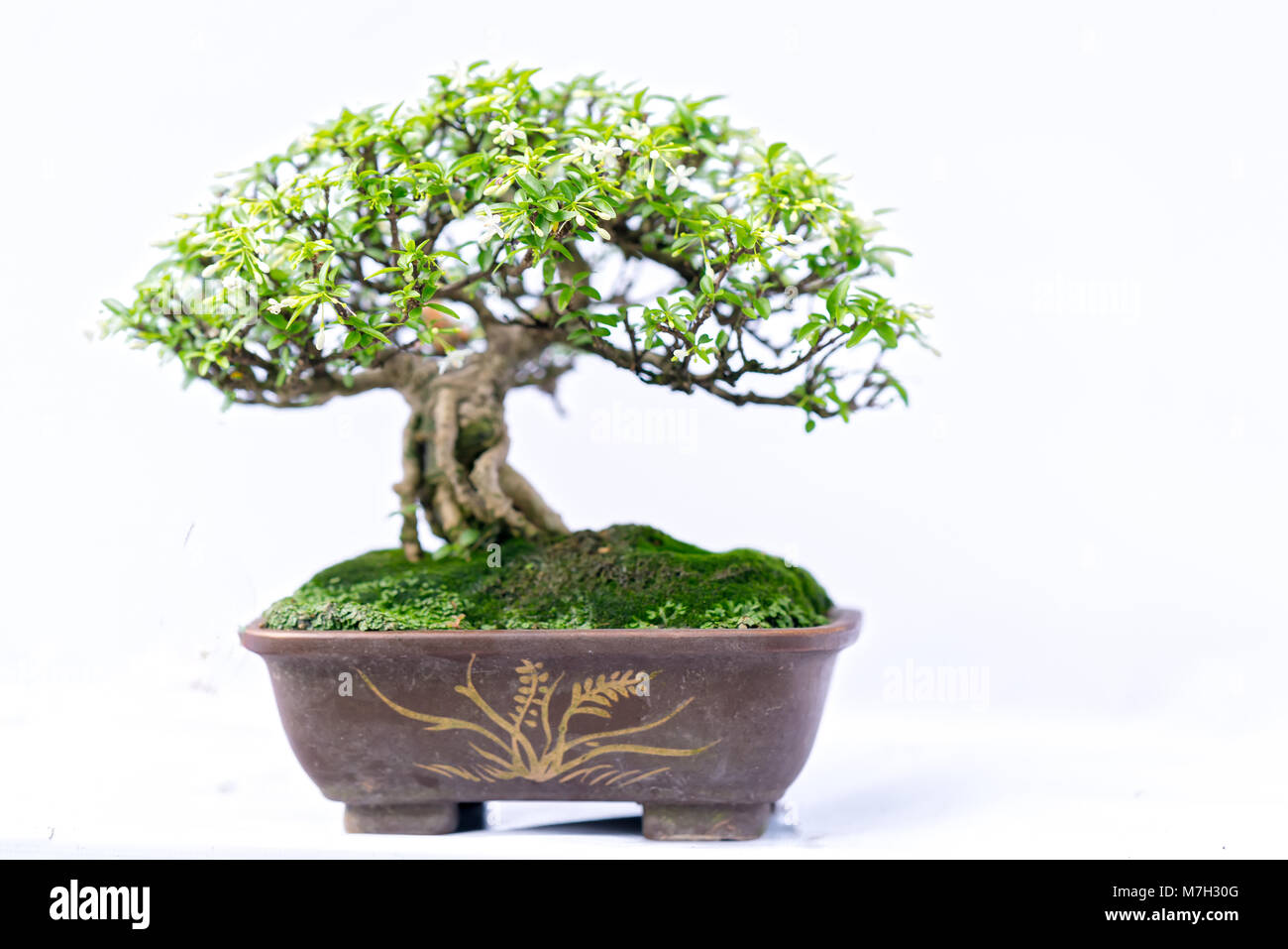 Green old bonsai tree isolated on white background in a pot plant in ...