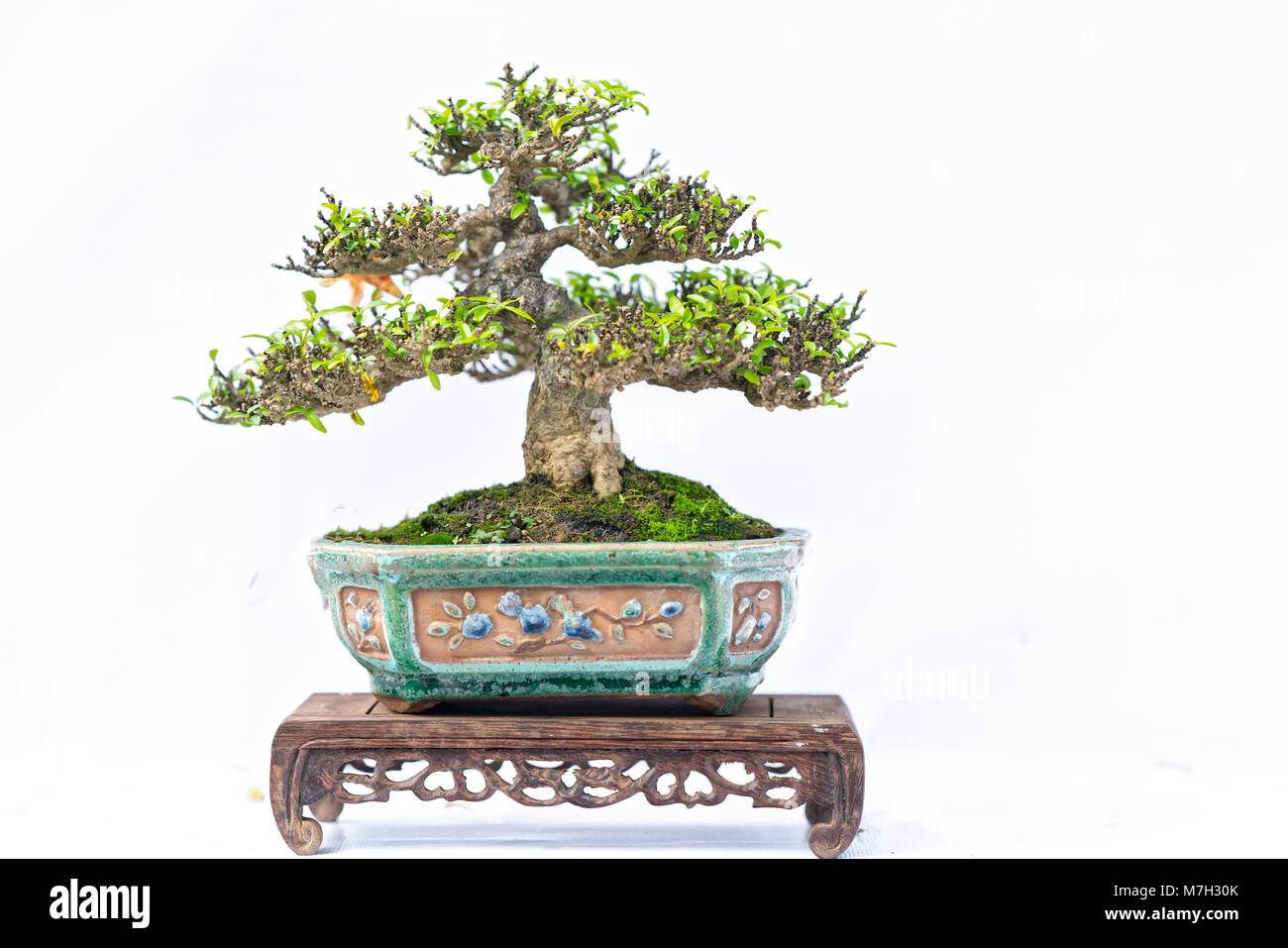 Green old bonsai tree isolated on white background in a pot plant in ...