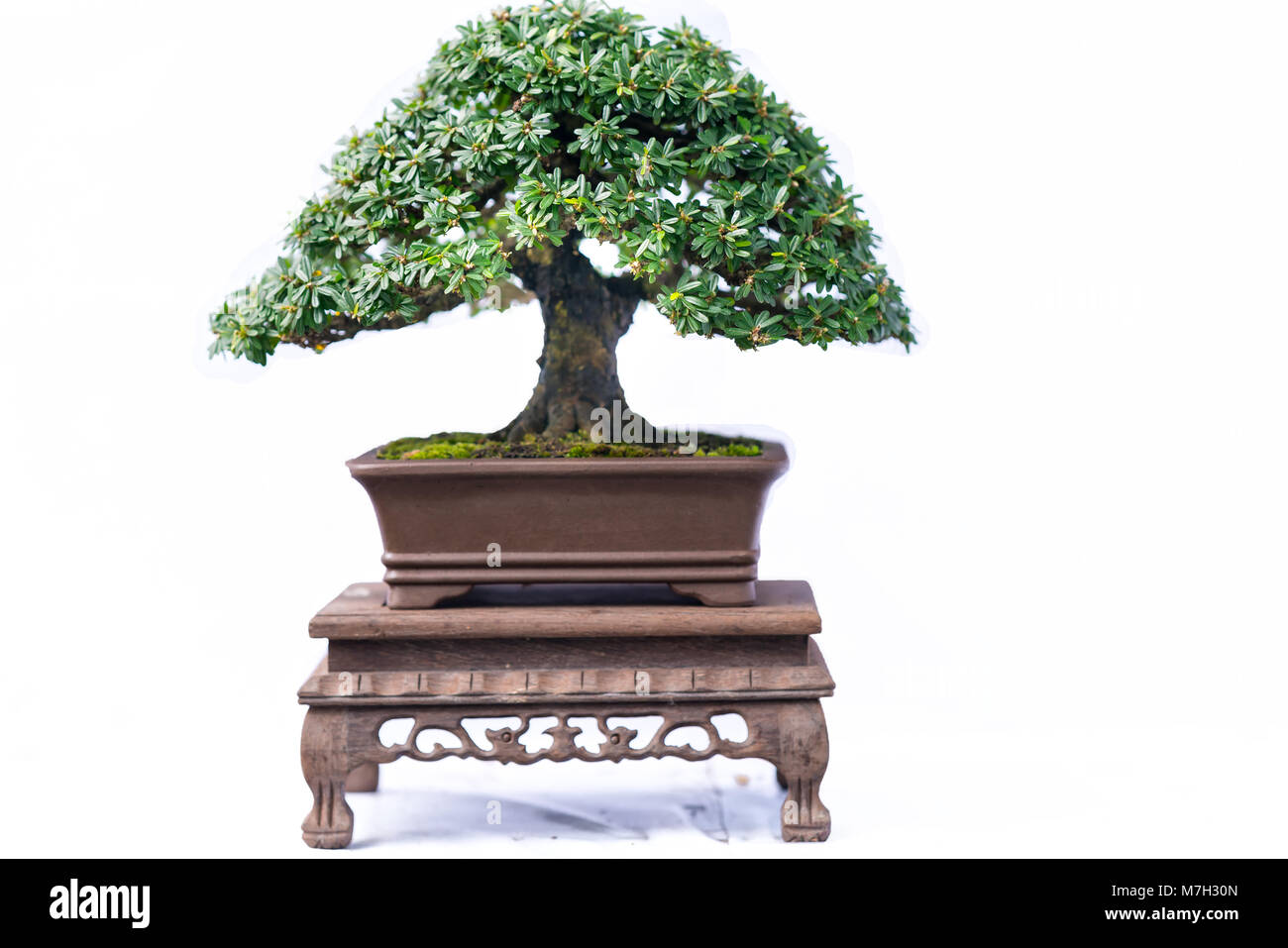 Green old bonsai tree isolated on white background in a pot plant in ...