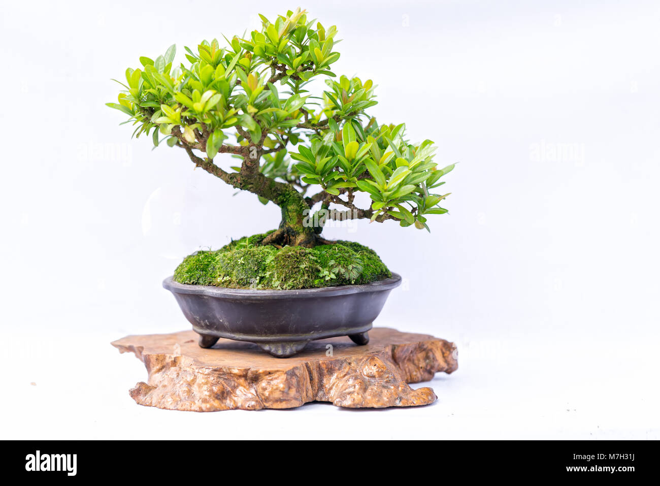 Green old bonsai tree isolated on white background in a pot plant in ...