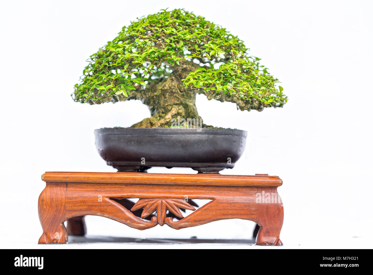 Green old bonsai tree isolated on white background in a pot plant in ...