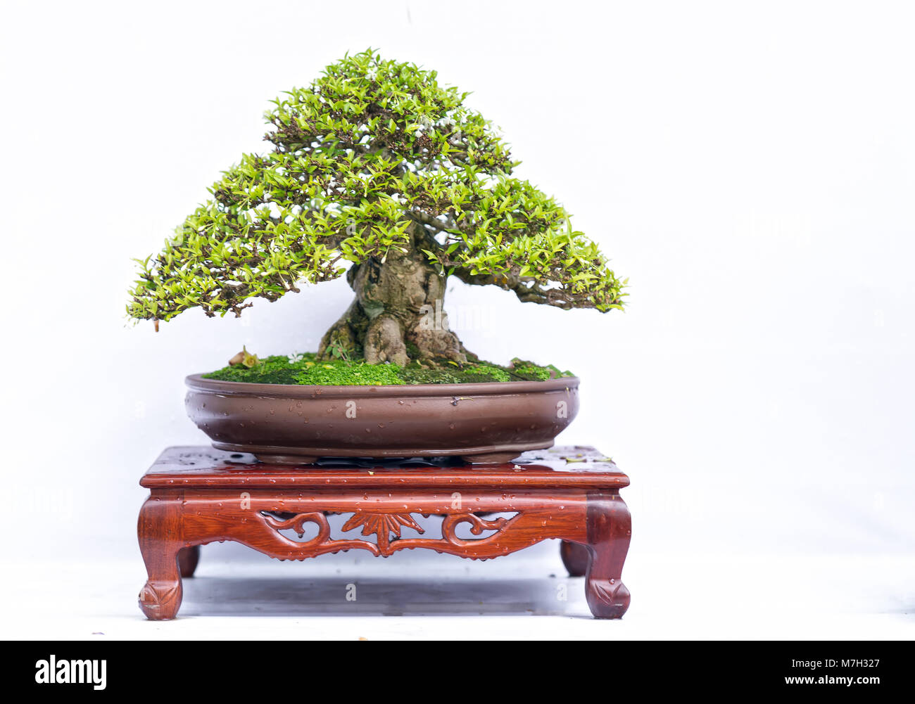 Green old bonsai tree isolated on white background in a pot plant in ...