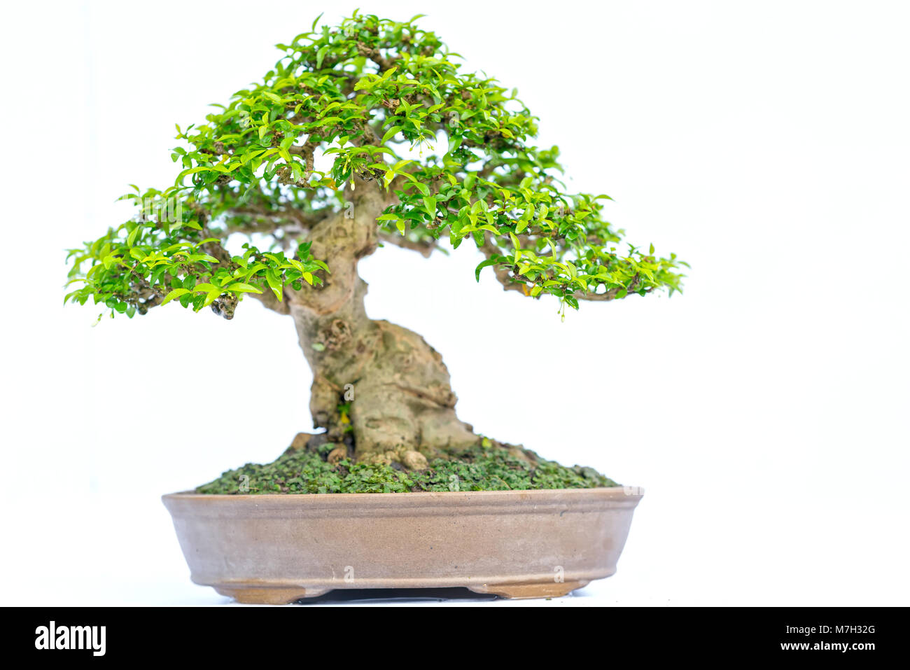 Green old bonsai tree isolated on white background in a pot plant in ...
