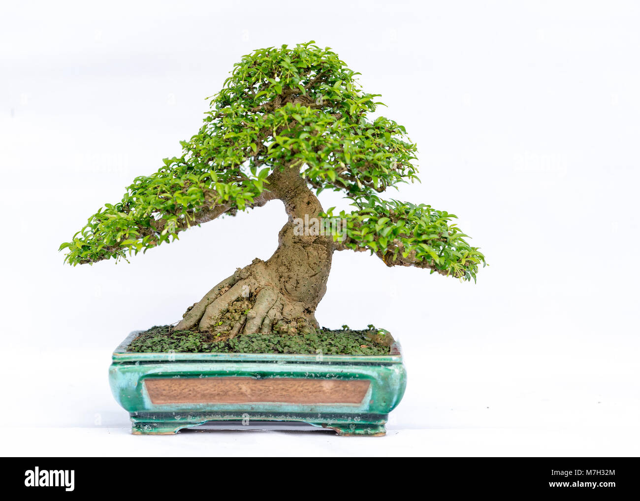 Green old bonsai tree isolated on white background in a pot plant in ...