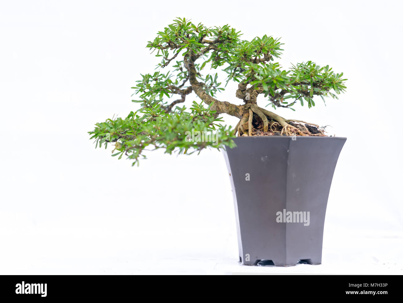 Green old bonsai tree isolated on white background in a pot plant in ...