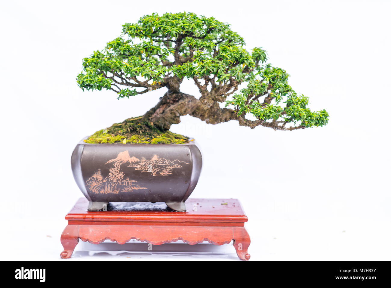 Green old bonsai tree isolated on white background in a pot plant in ...
