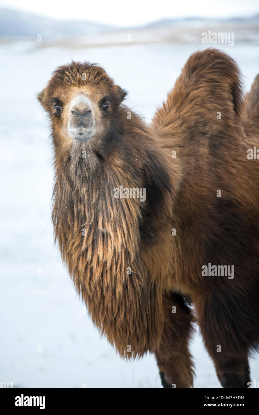 bactrian camels walking in a the winter landscape of northern Mongolia ...