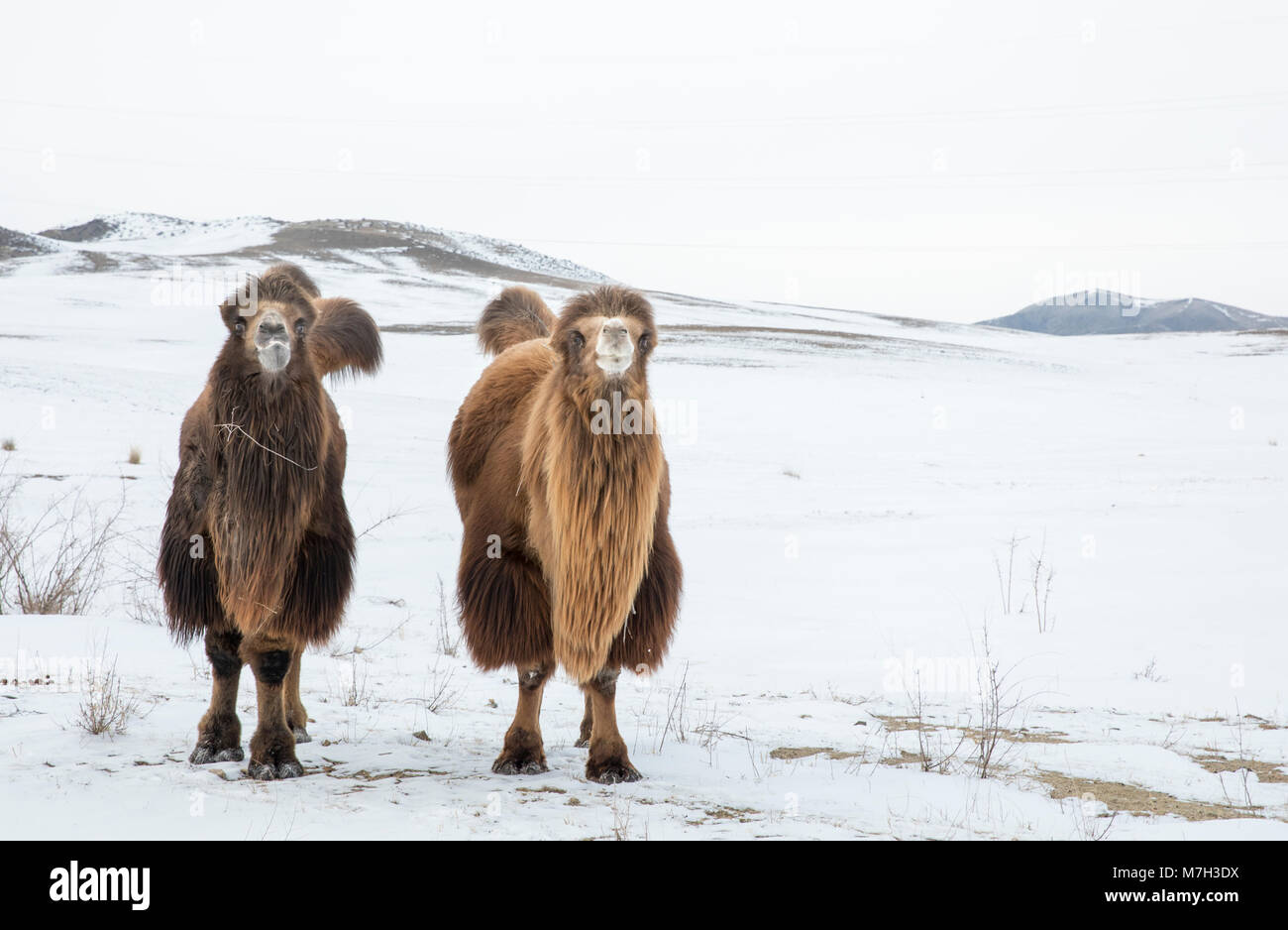 bactrian camels walking in a the winter landscape of northern Mongolia ...