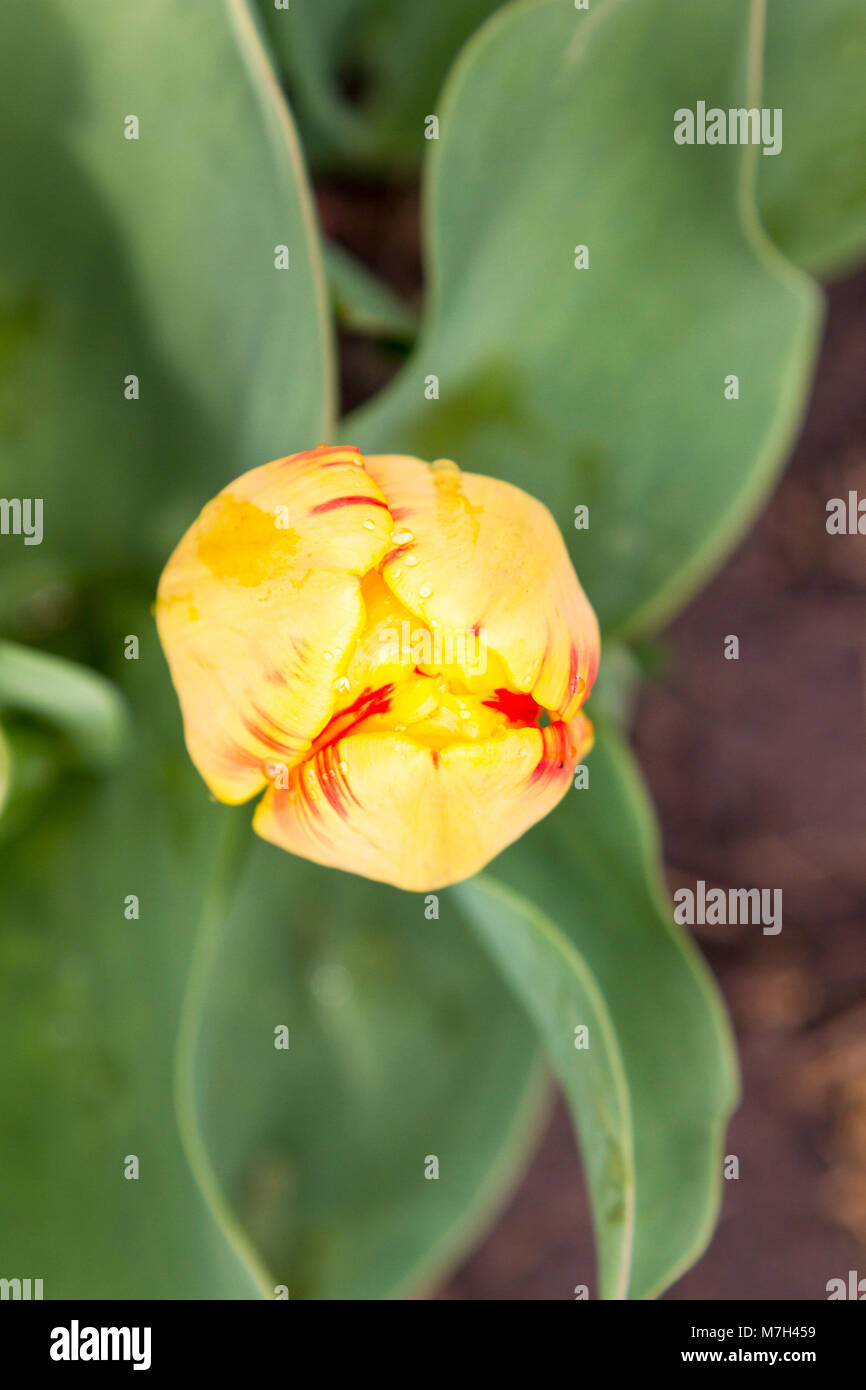 Yellow tulip with green leaves top view Stock Photo - Alamy