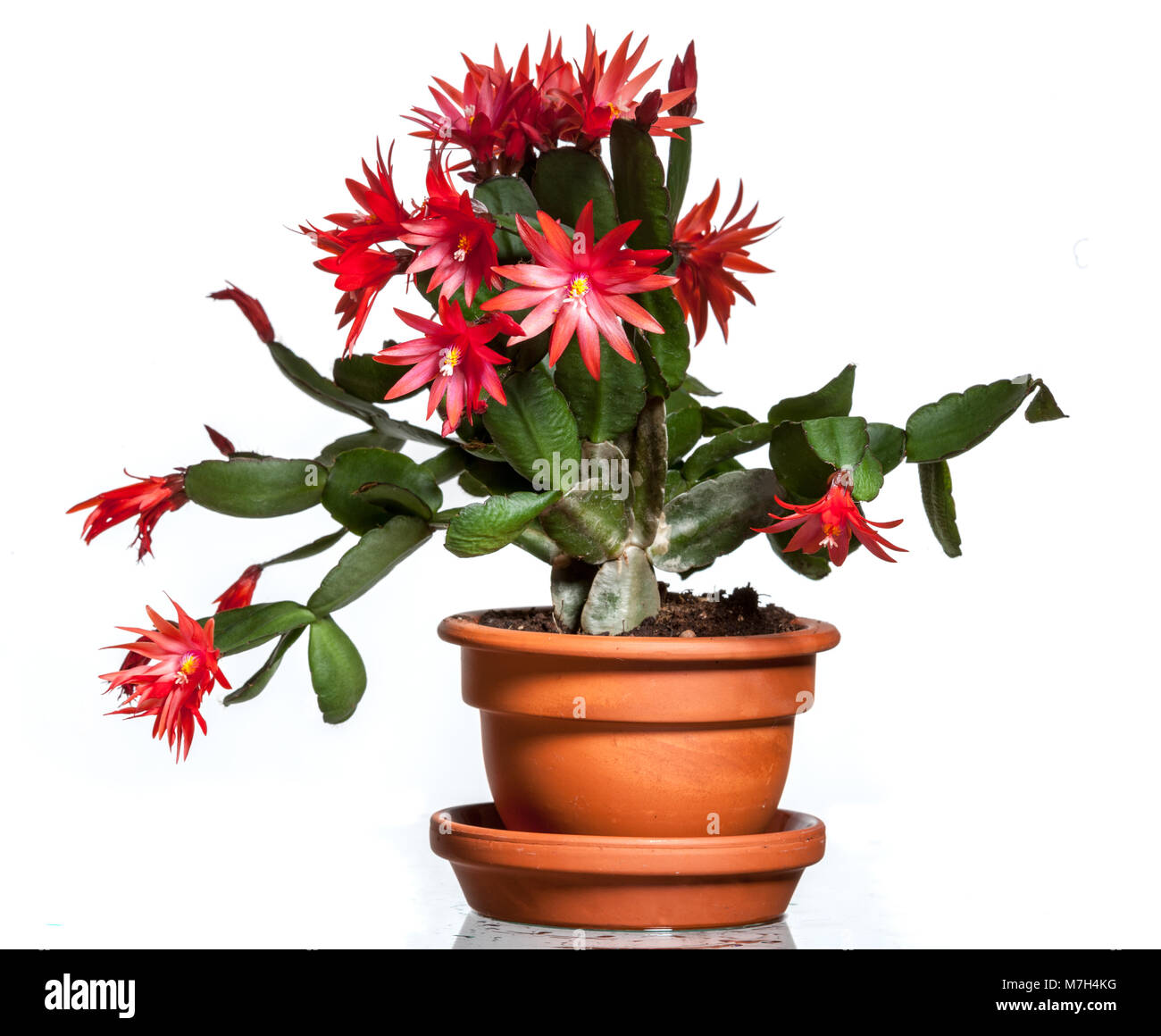 Christmas Cactus, Julkaktus (Schlumbergera x buckleyi) Stock Photo