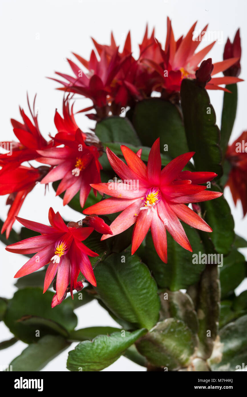 Christmas Cactus, Julkaktus (Schlumbergera x buckleyi) Stock Photo