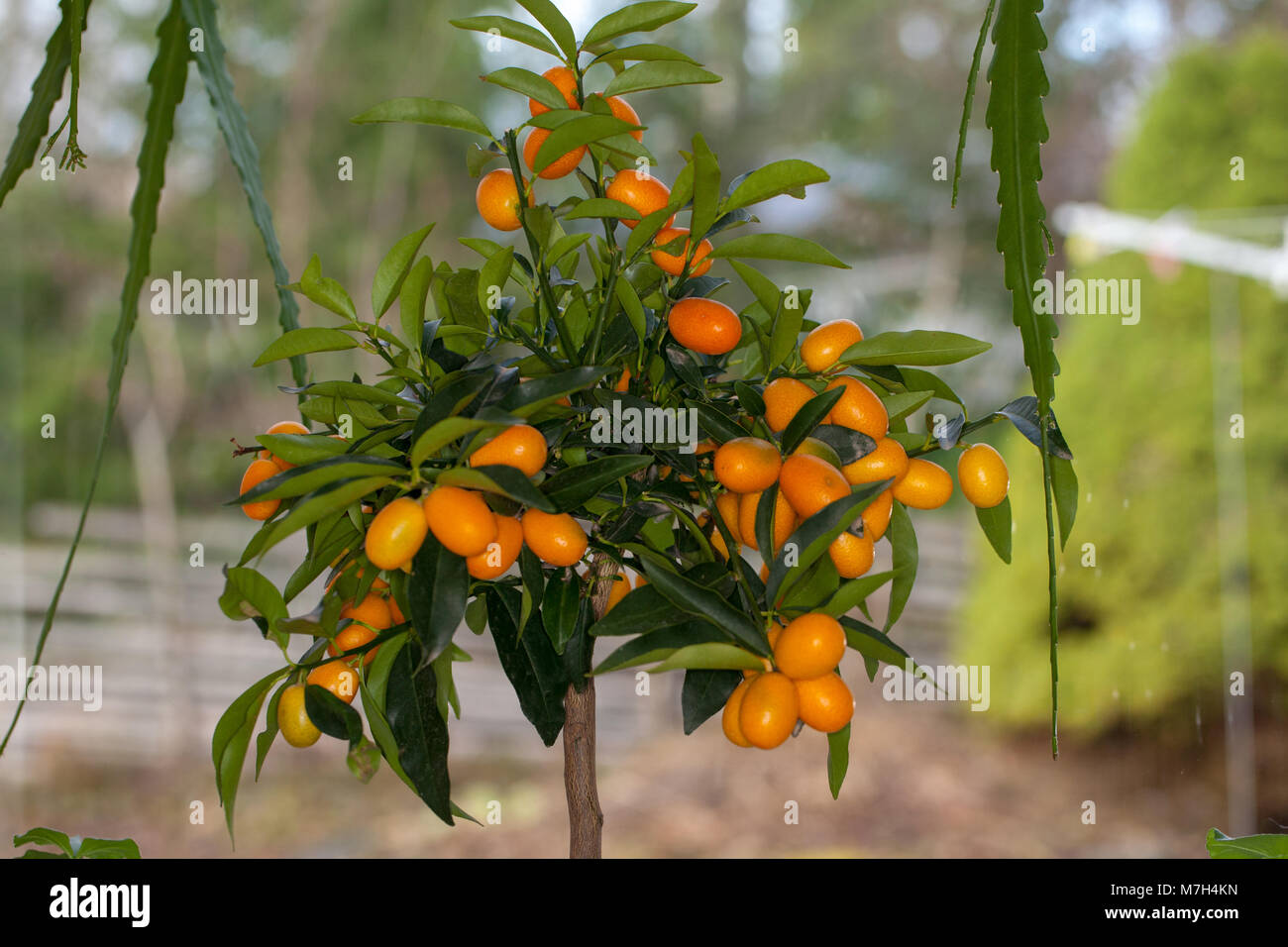 Oval cumquat, Oval kumquat (Fortunella margarita) Stock Photo