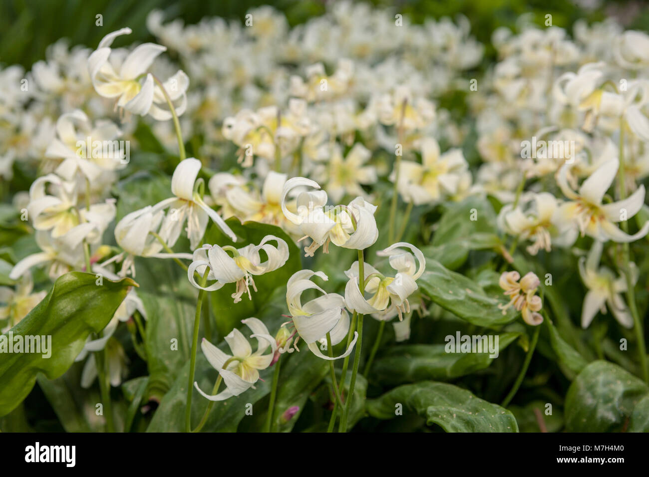 'White Beauty' Giant White Fawnlily, Vit hundtandslilja (Erythronium oregonum) Stock Photo