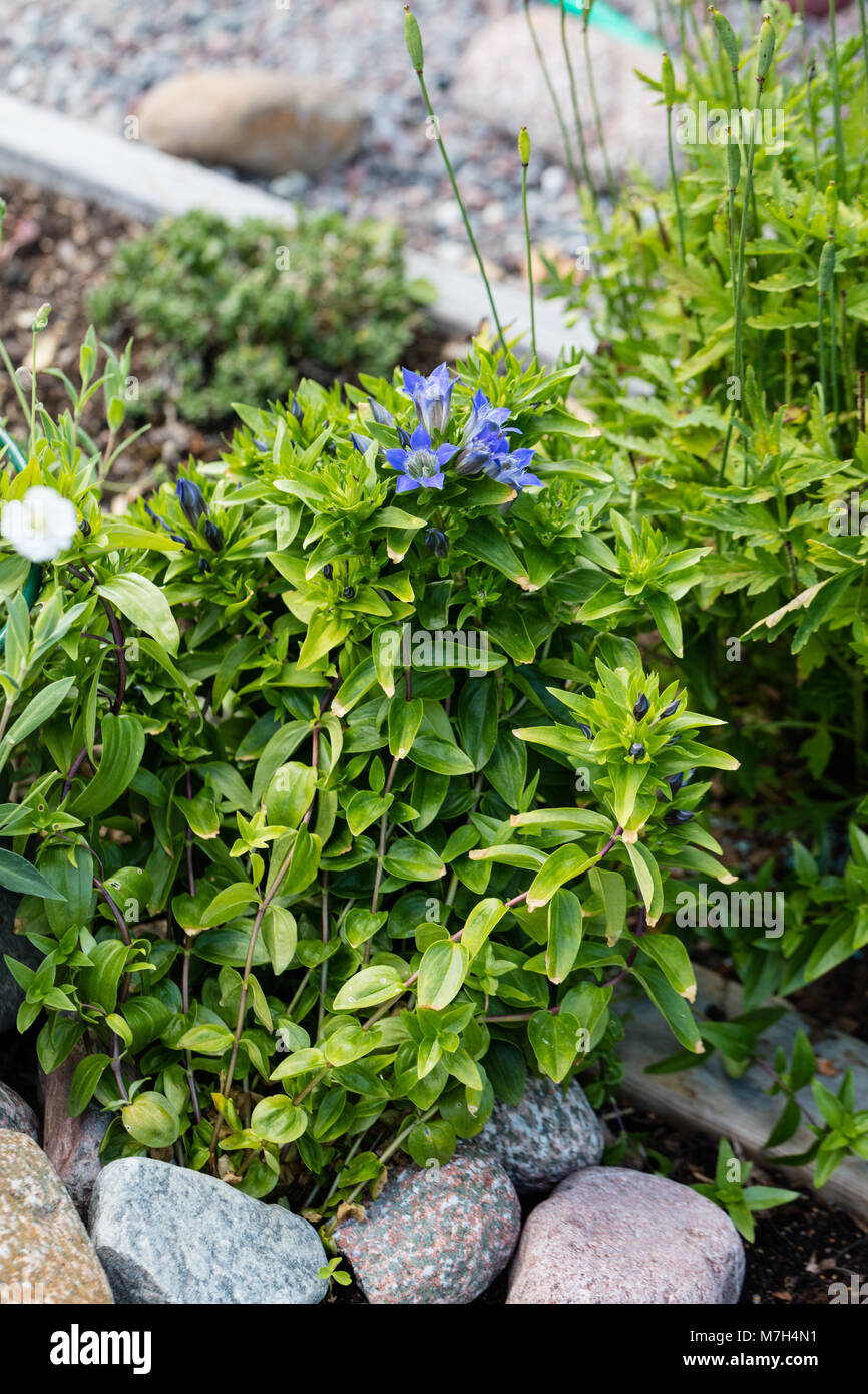 Summer Gentian, Kaukasisk fransgentiana (Gentiana septemfida lagodechiana) Stock Photo