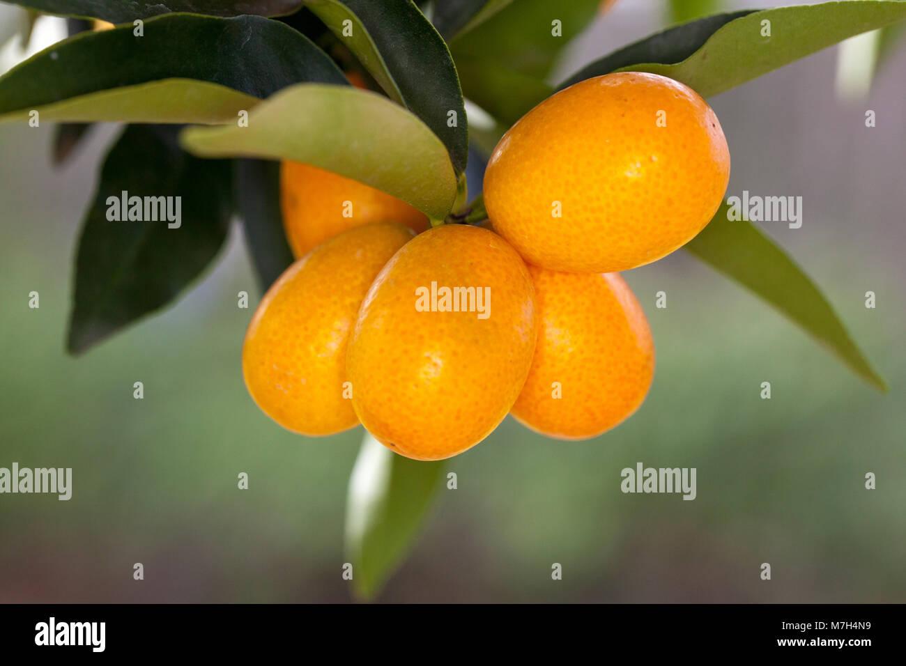 Oval cumquat, Oval kumquat (Fortunella margarita) Stock Photo