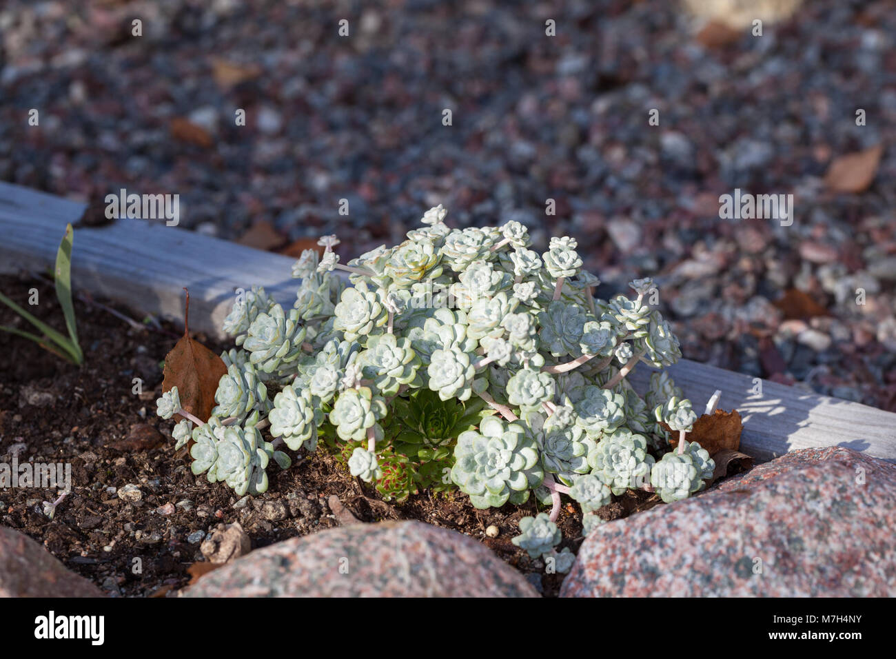 'Cape Blanco' Broadleaf Stonecrop, Kalifornisk fetknopp (Sedum spathulifolium) Stock Photo
