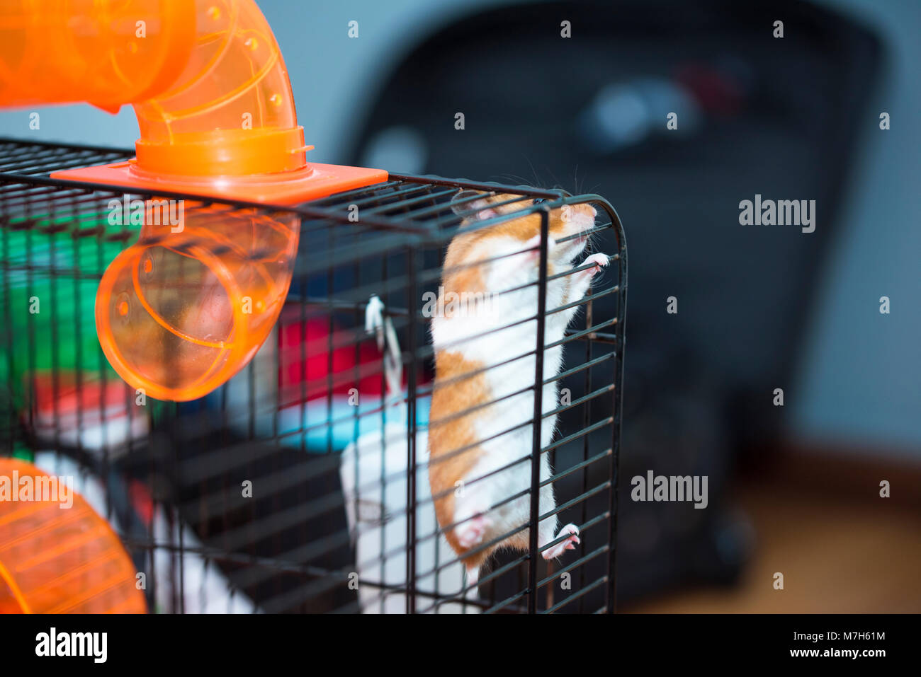 Hamster trying to escape from the cage, he dont care about consequences