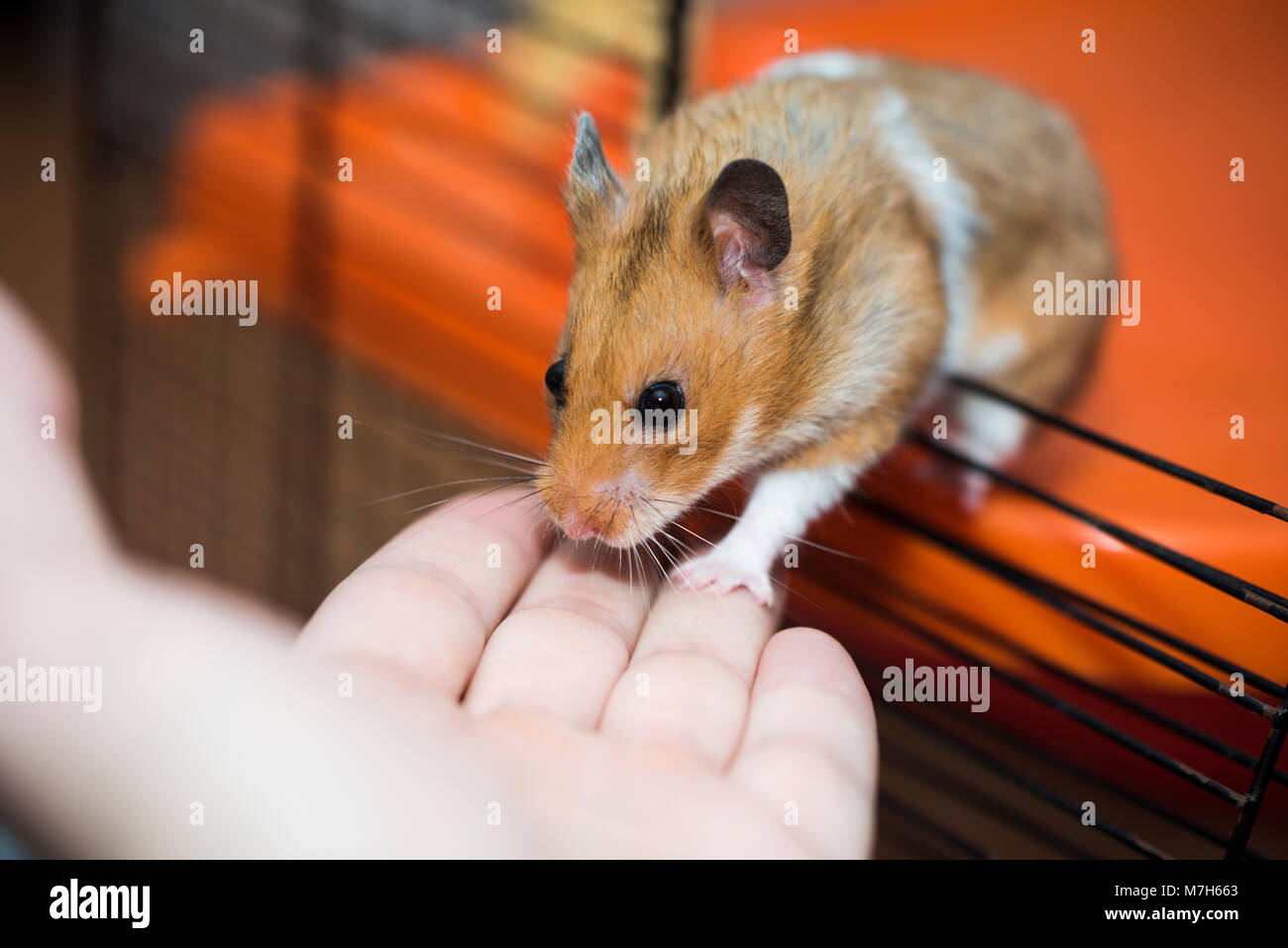Hamster trying to escape from the cage, he dont care about consequences