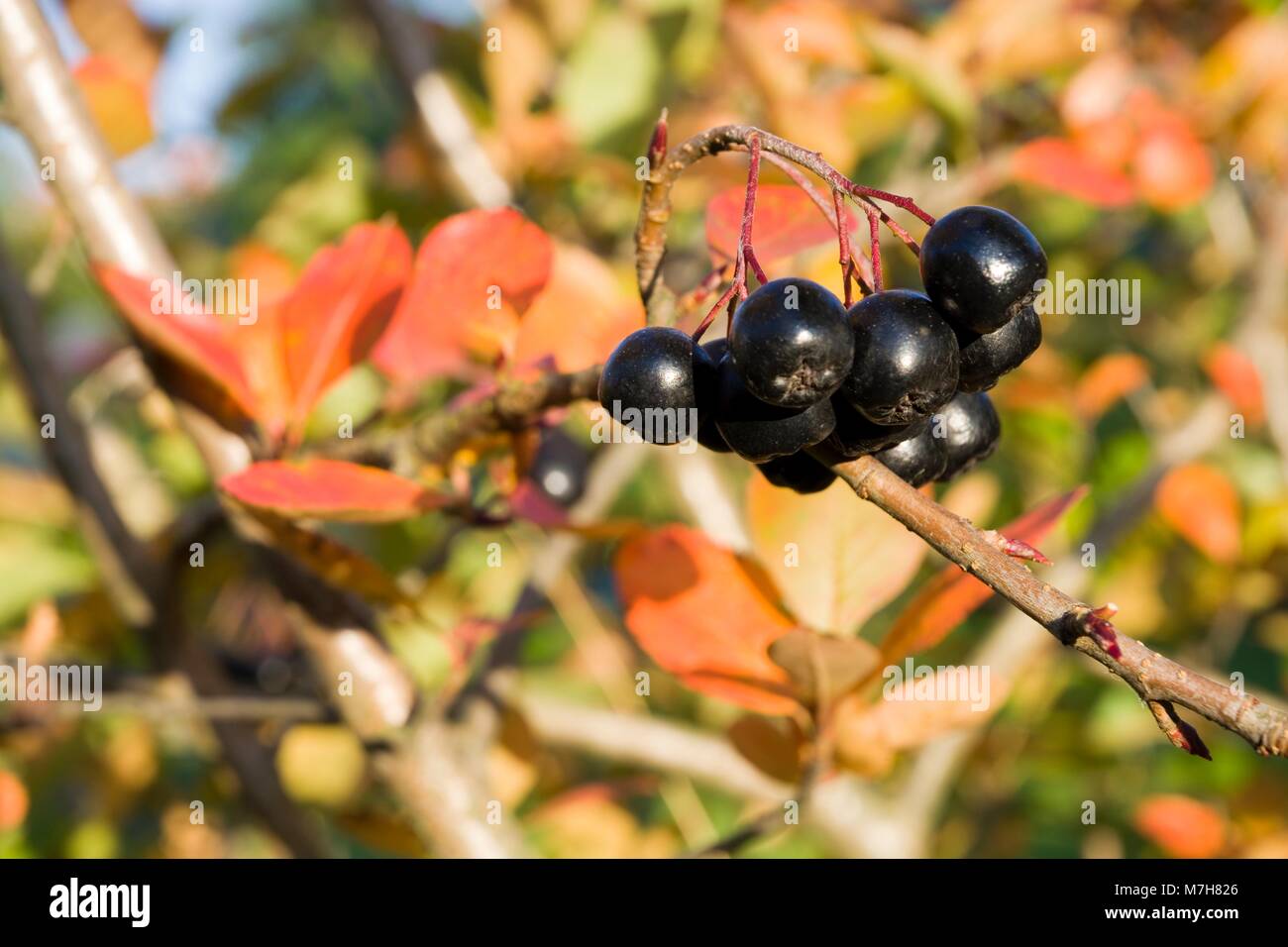 Selective focus on ripe aronia berries on a bush in autumn colors Stock Photo