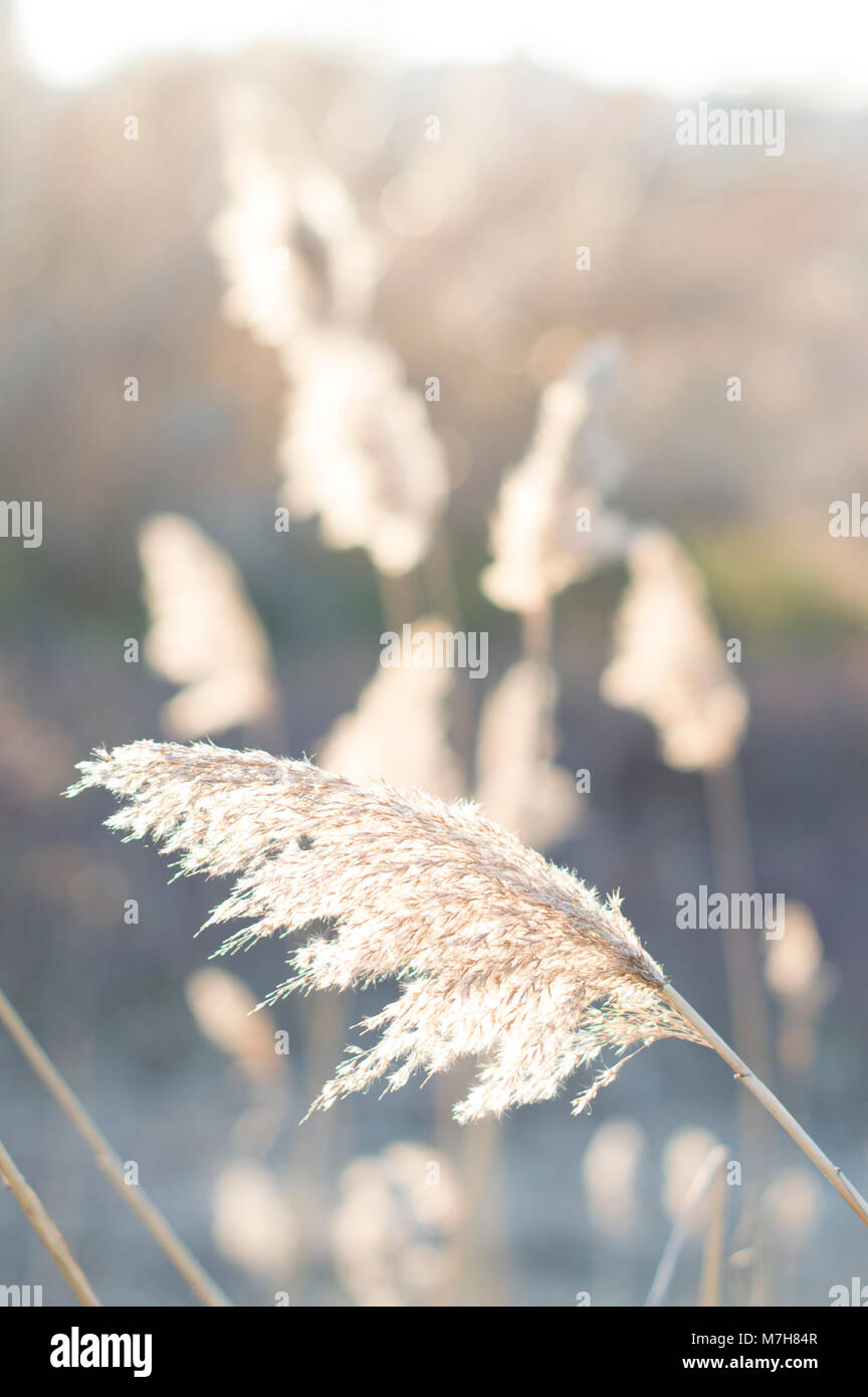 Close up of yellow brome in a light background Stock Photo