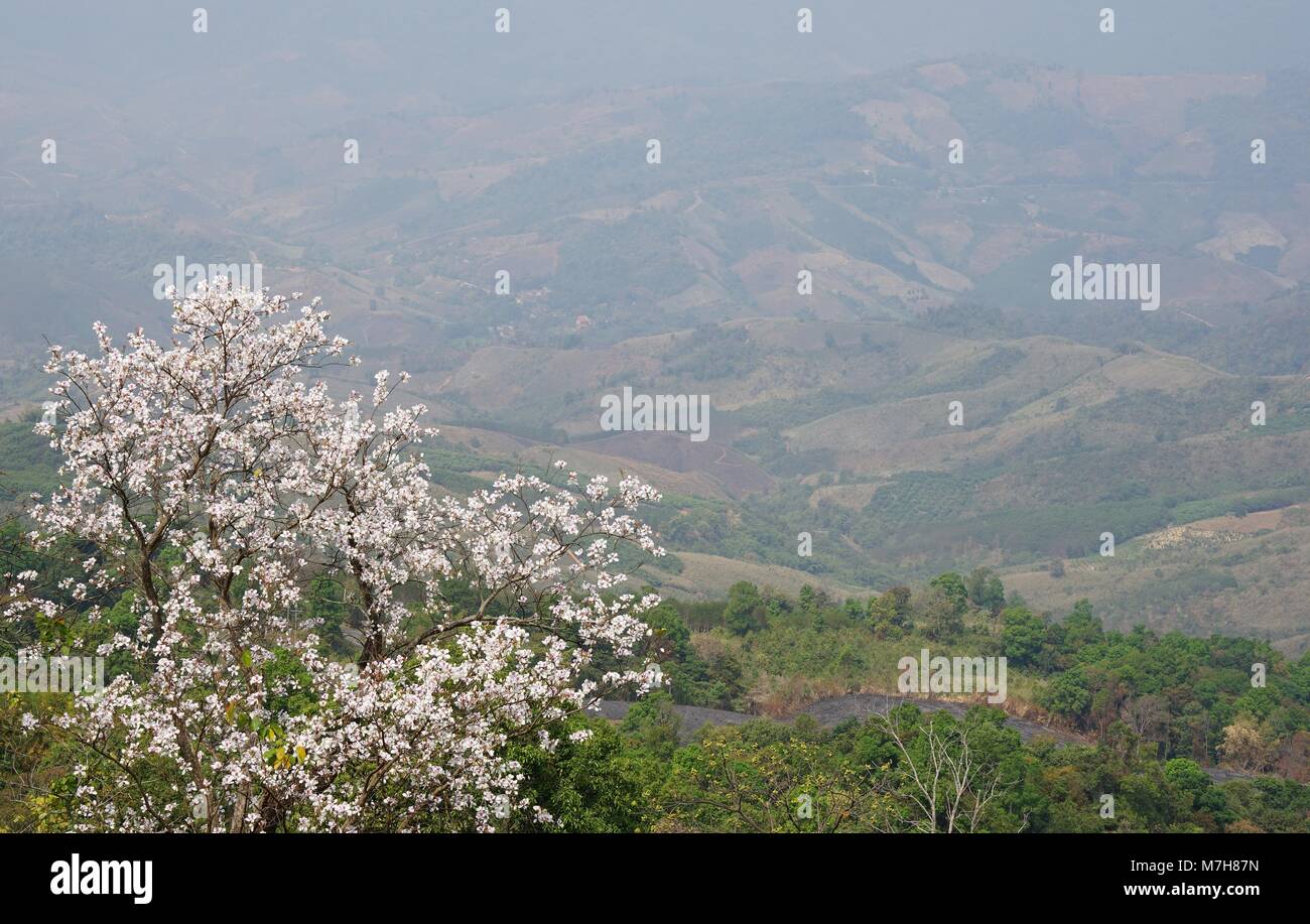 Blooming white orchid Tree or  butterfly tree flower (Bauhinia variegata) with layer of mountain background at Doi Pha Tang, Chiang Rai, Thailand Stock Photo