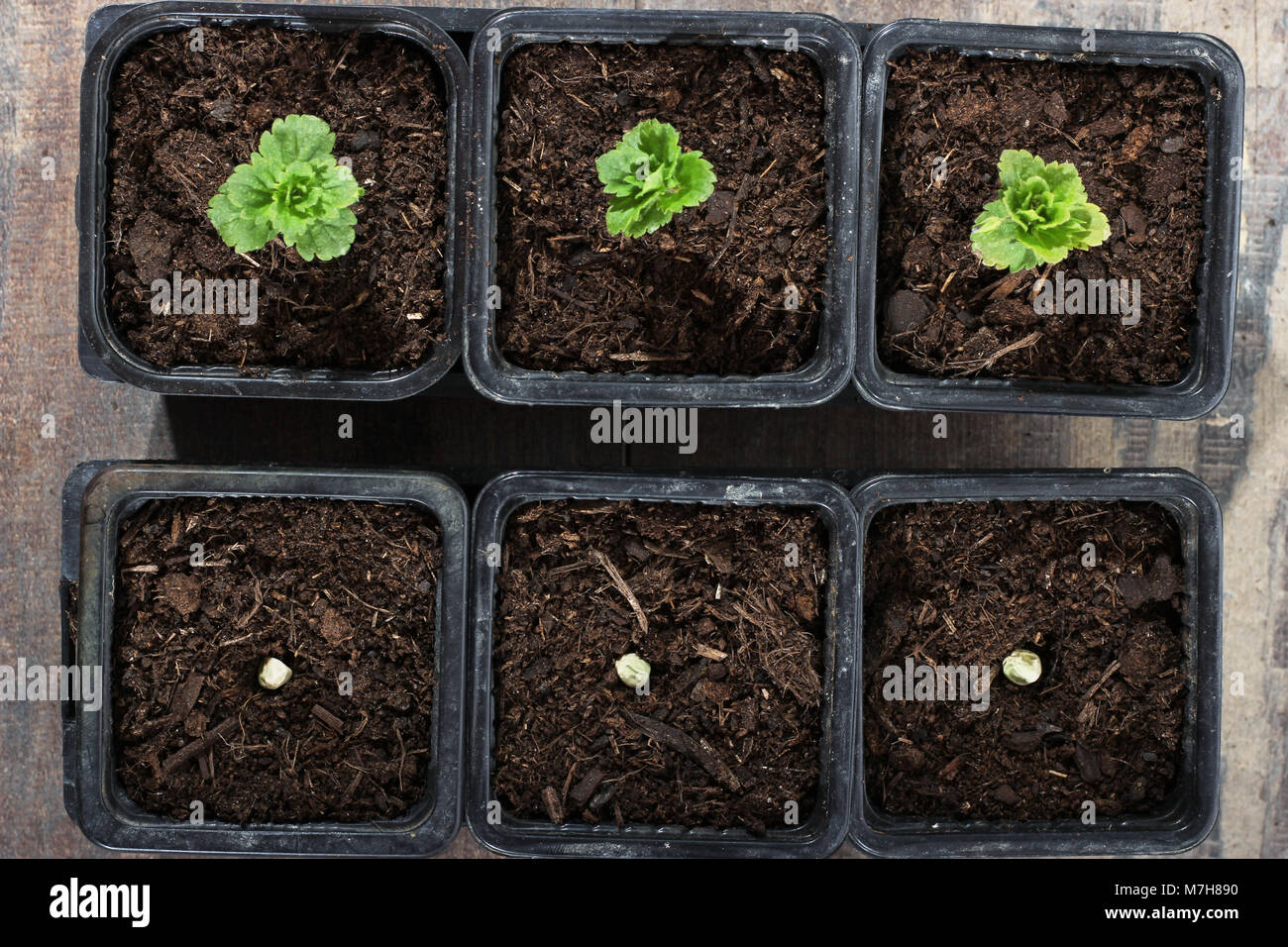 Planting corn seedlings hires stock photography and images Alamy