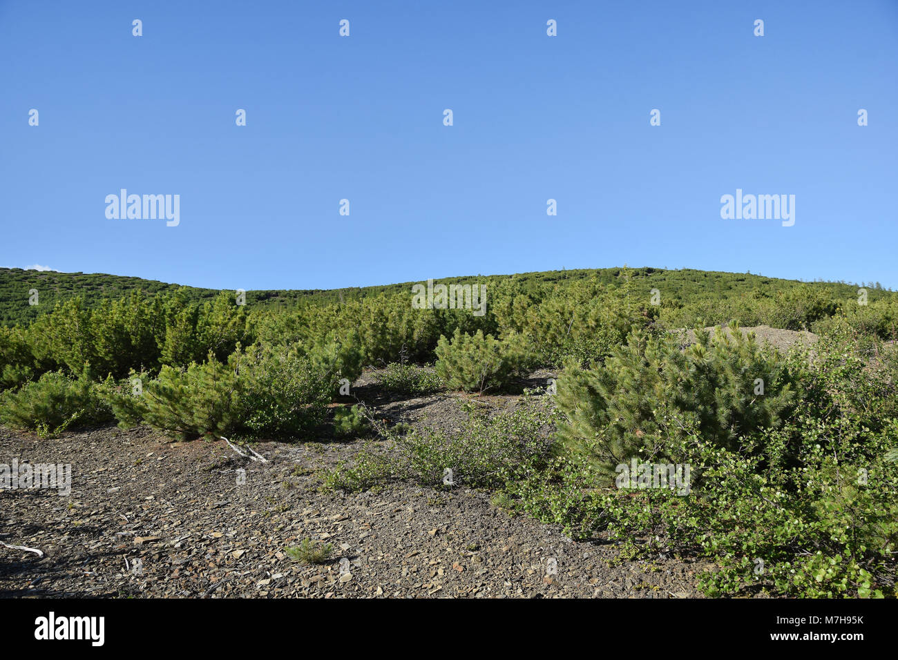 Pinus Pumila trees covering mountains on the Kolyma highway north of the city of Iagodnoie. Stock Photo