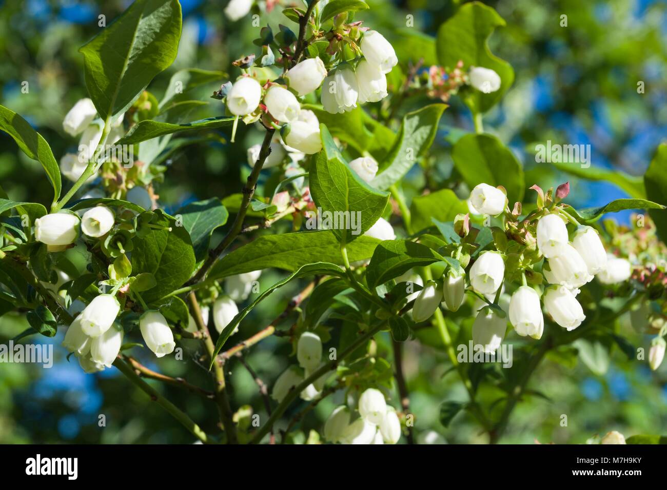 White blueberry buds on a bush Stock Photo Alamy