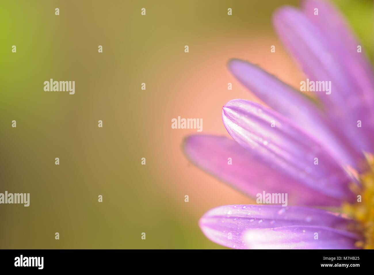 Macro texture of vibrant purple colored Daisy flower with rain droplets Stock Photo